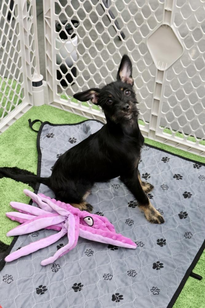 Sour, a Adoptable Terrier in TUCSON, AZ image 2/5