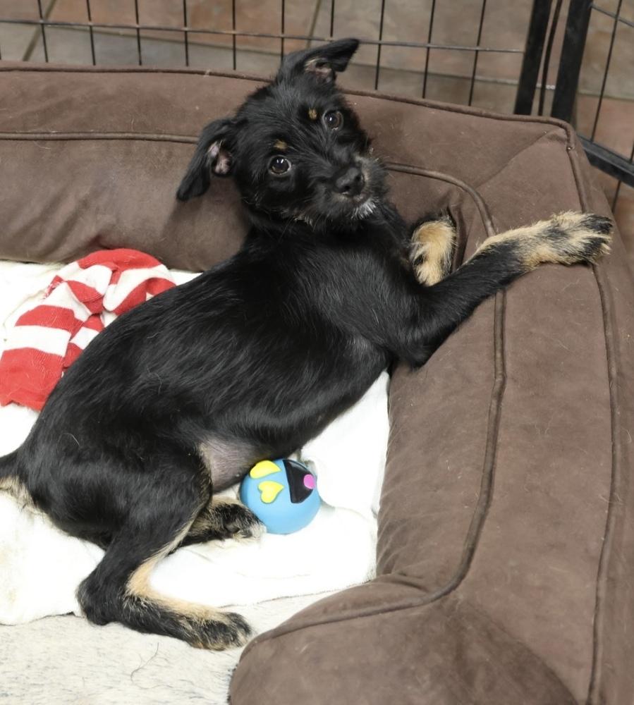 Sour, Adoptable, Puppy Female Terrier.