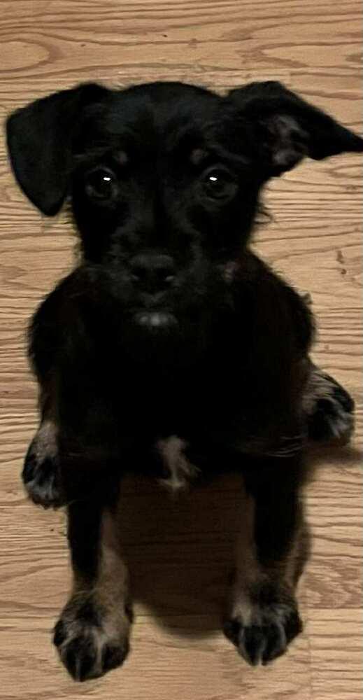 Sour, a Adoptable Terrier in TUCSON, AZ image 2/2