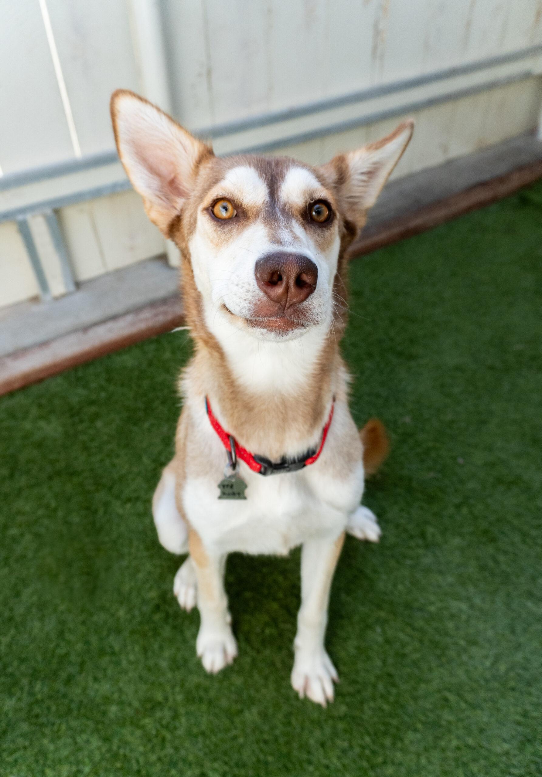 Bumbershoot, Adoptable, Young Female Siberian Husky.