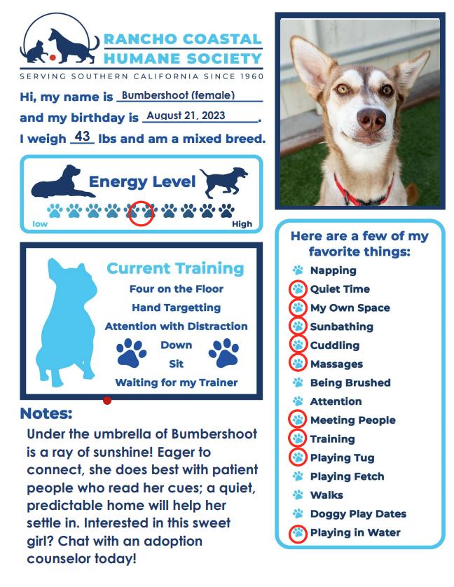 Bumbershoot, a Adoptable mixed breed in Encinitas, CA image 2/3