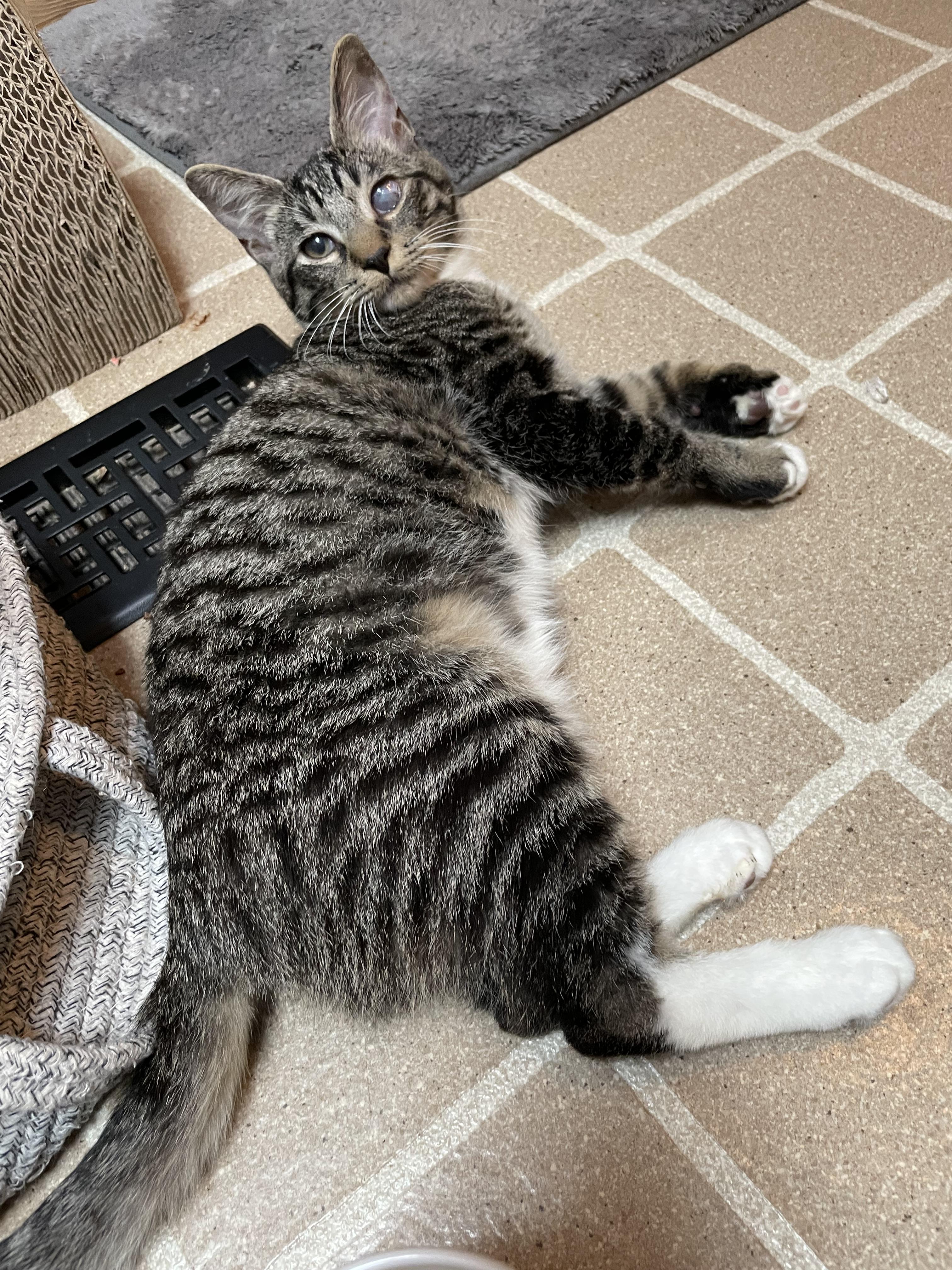 Winky and Blinky, an adoptable Domestic Short Hair in Springfield, OR, 97478 | Photo Image 2