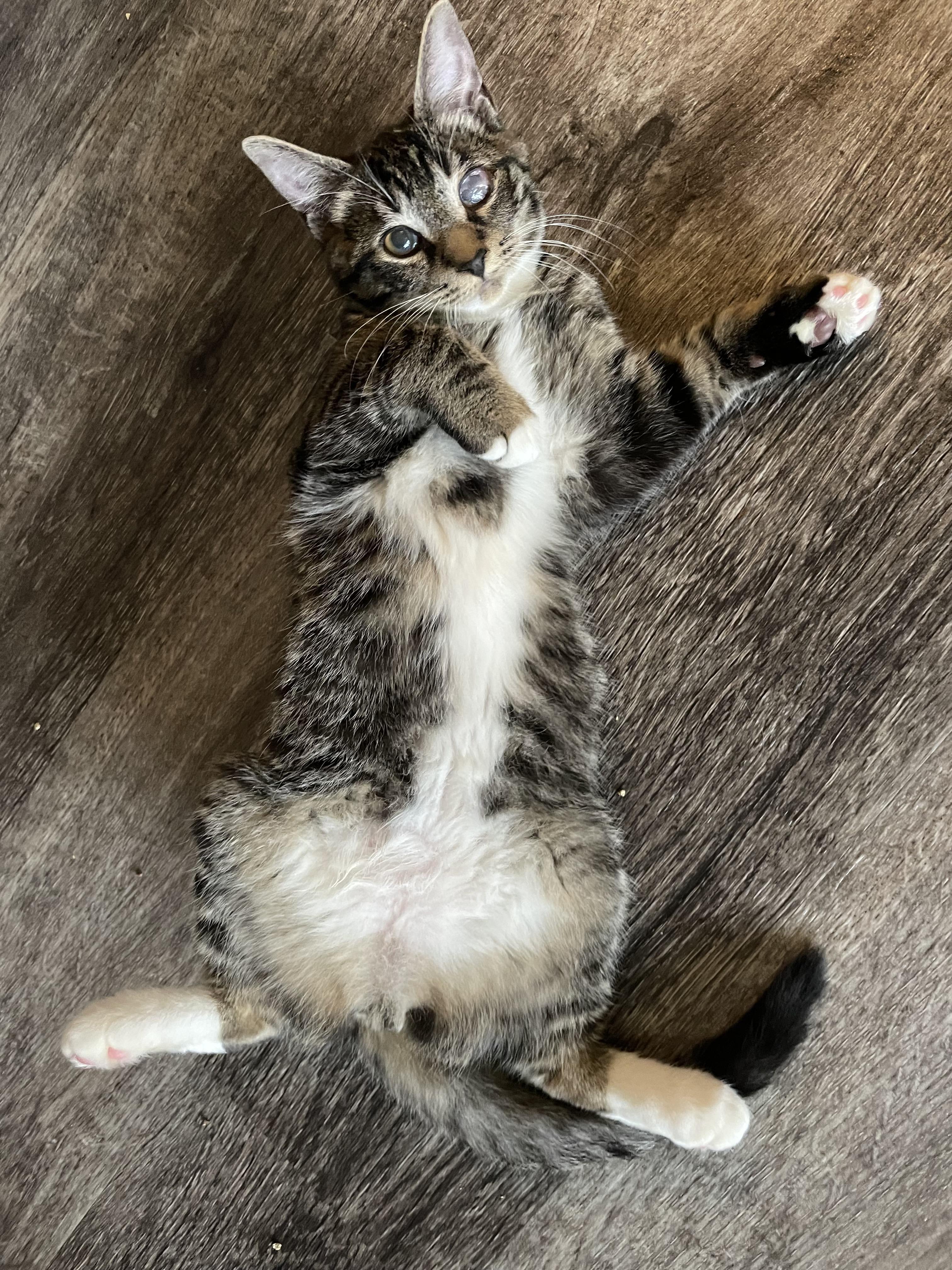 Winky and Blinky, an adoptable Domestic Short Hair in Springfield, OR, 97478 | Photo Image 3