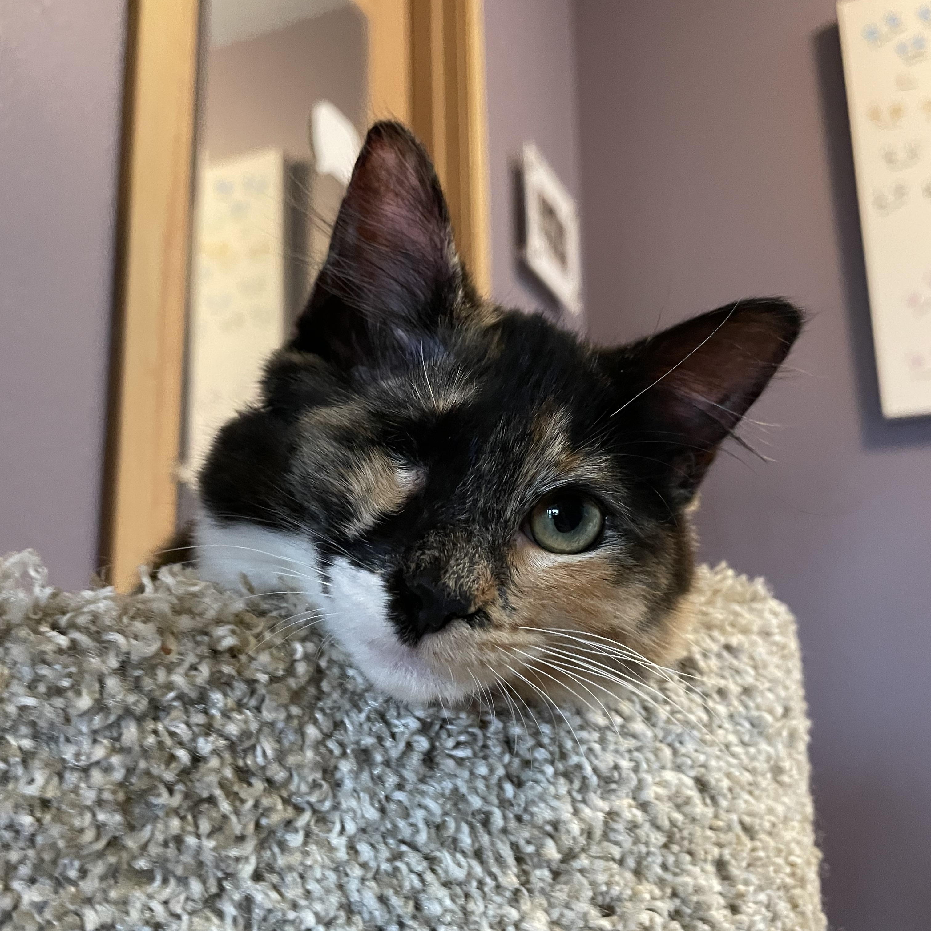 Winky and Blinky, an adoptable Domestic Short Hair in Springfield, OR, 97478 | Photo Image 4