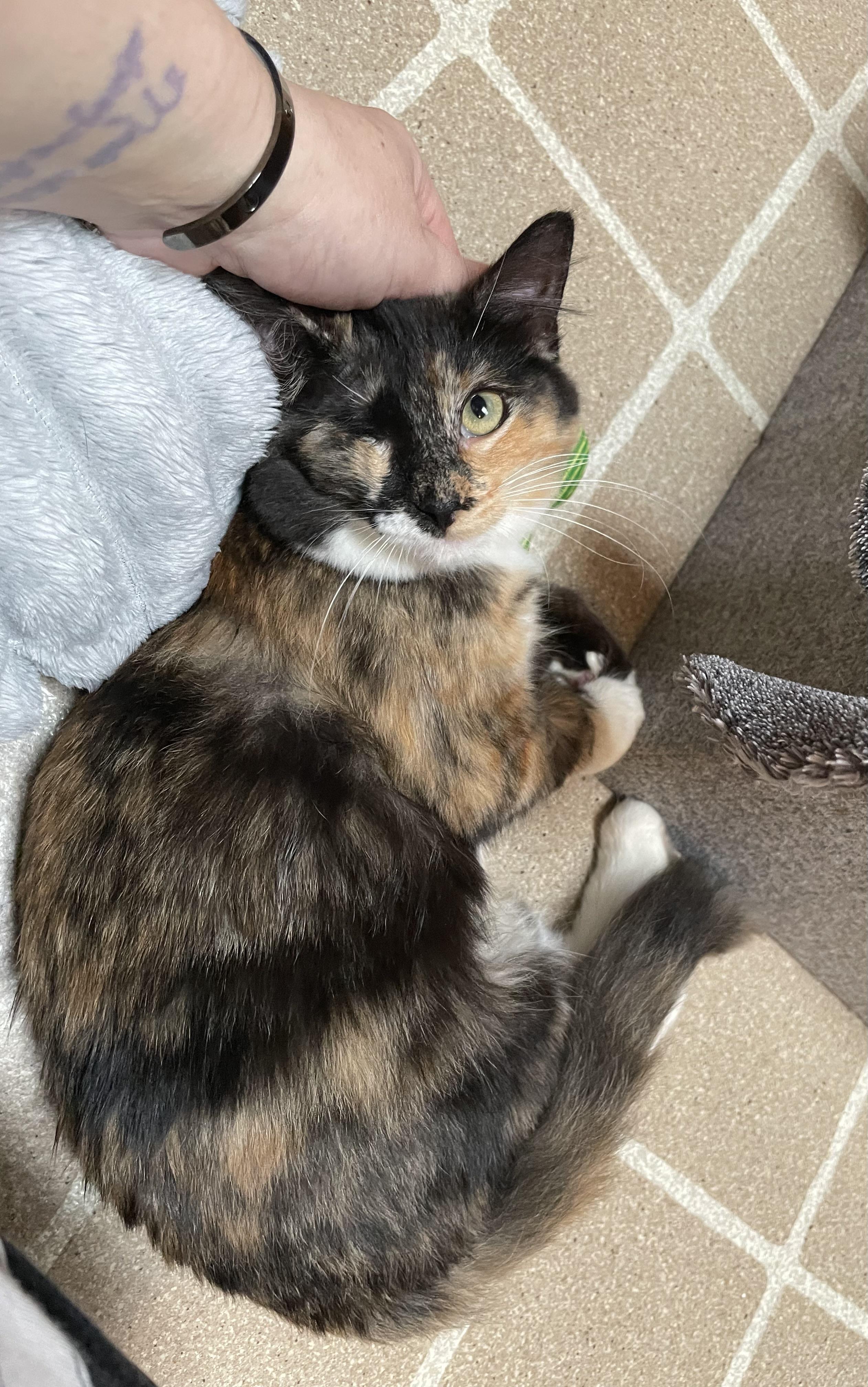 Winky and Blinky, an adoptable Domestic Short Hair in Springfield, OR, 97478 | Photo Image 5