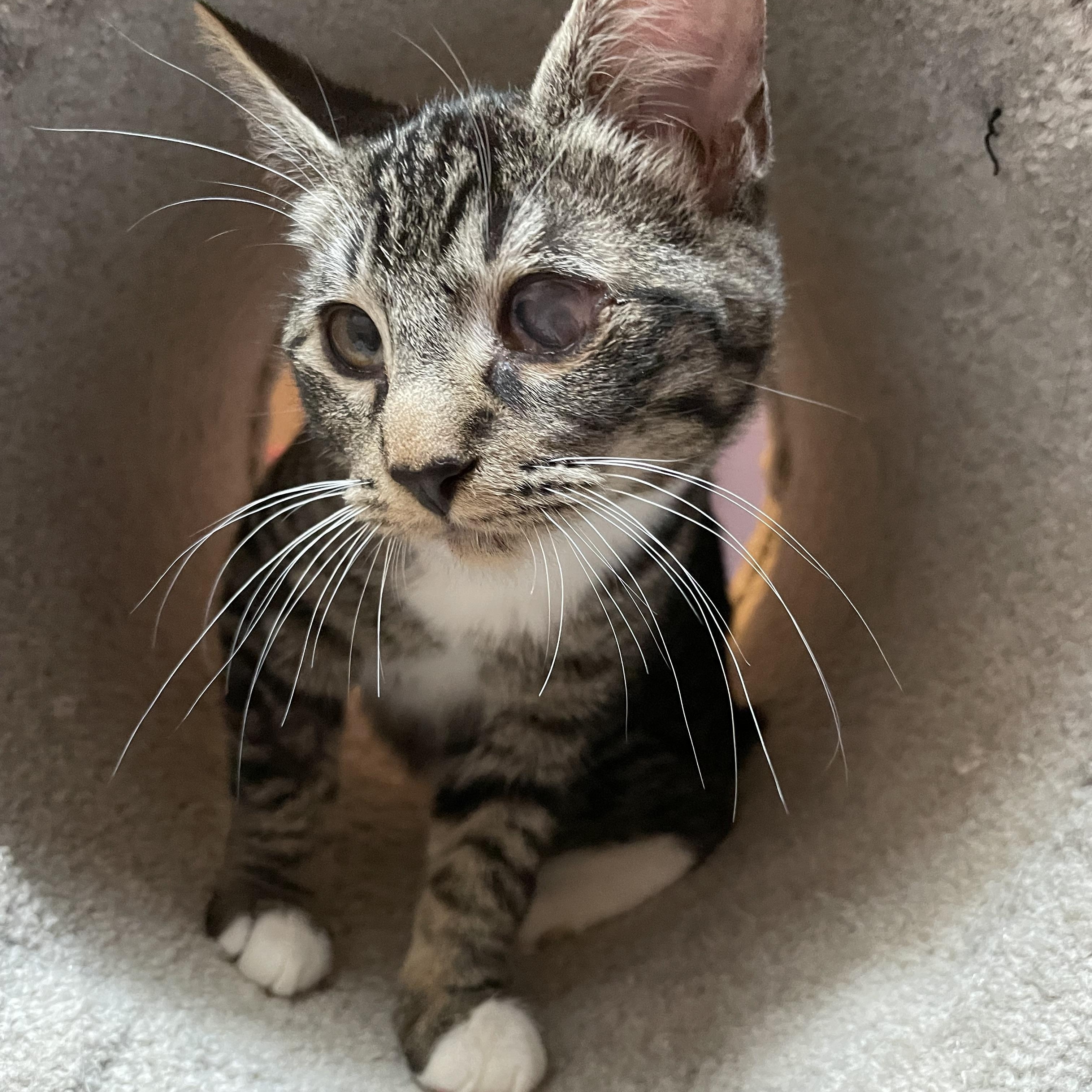 Winky and Blinky, an adoptable Domestic Short Hair in Springfield, OR, 97478 | Photo Image 6