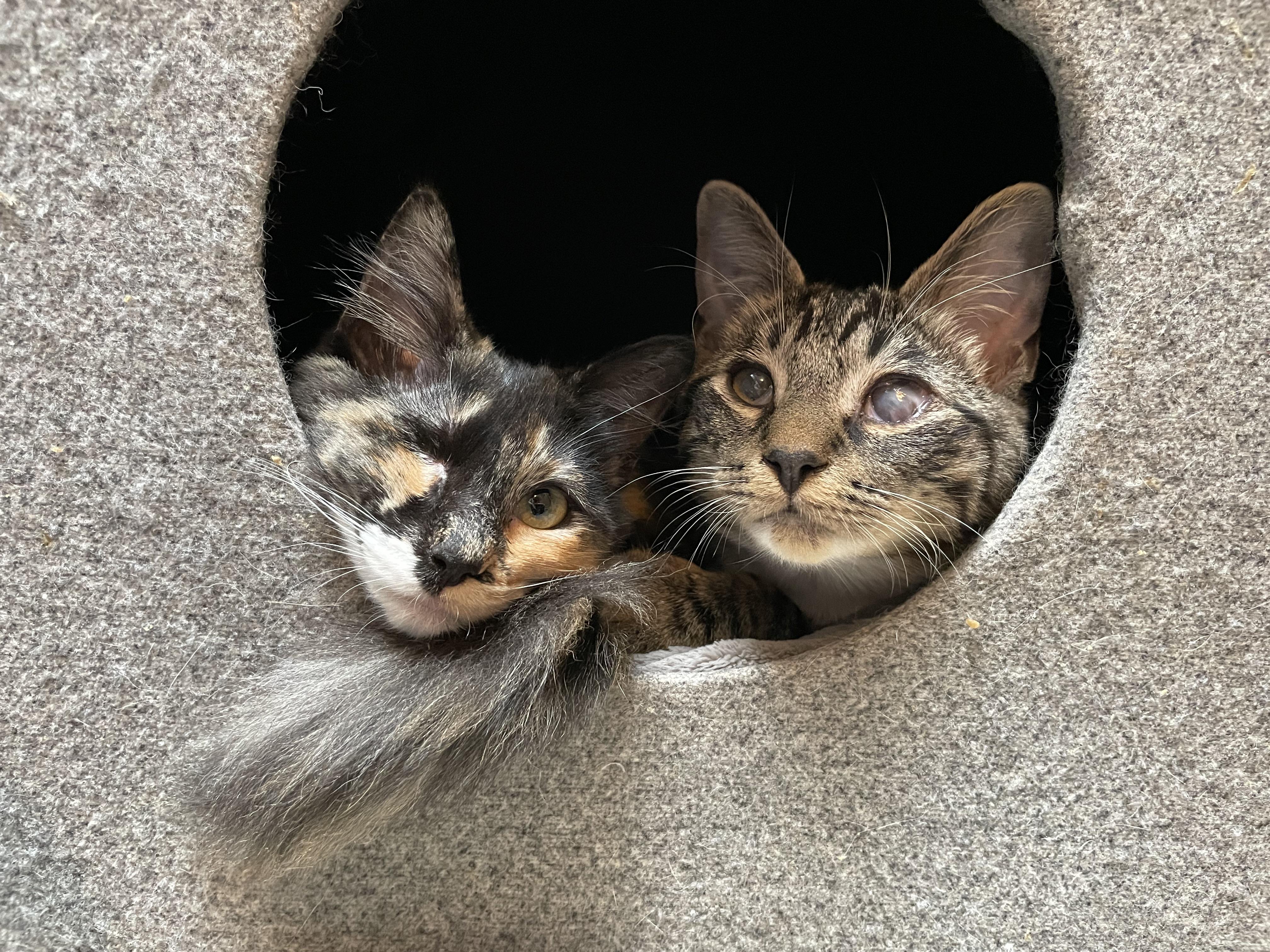 Winky and Blinky, an adoptable Domestic Short Hair in Springfield, OR, 97478 | Photo Image 1