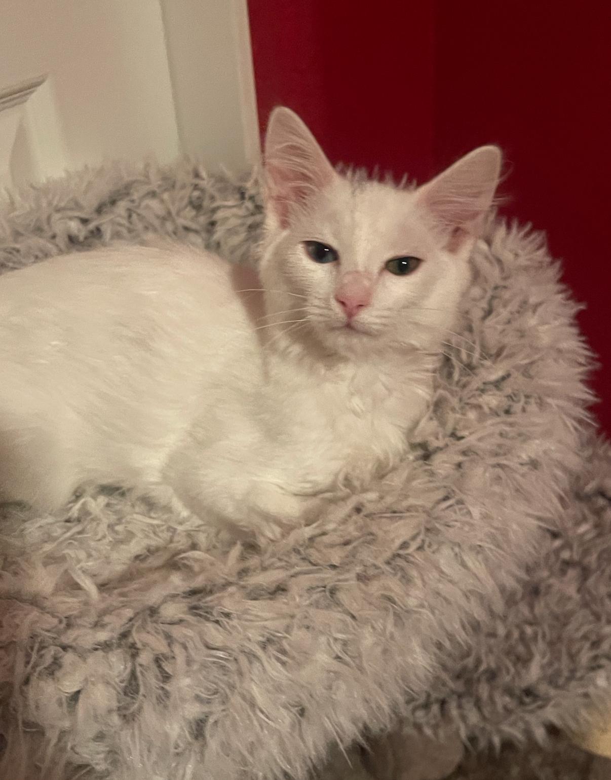 Betty, ADOPTABLE, Kitten Female Domestic Medium Hair & Turkish Van.