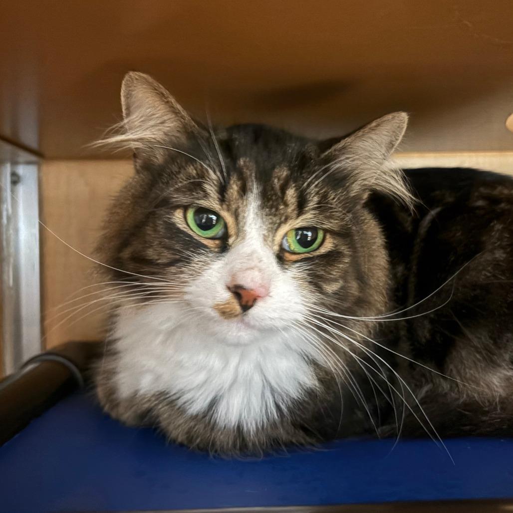Felix, Adoptable, Adult Male Domestic Long Hair.