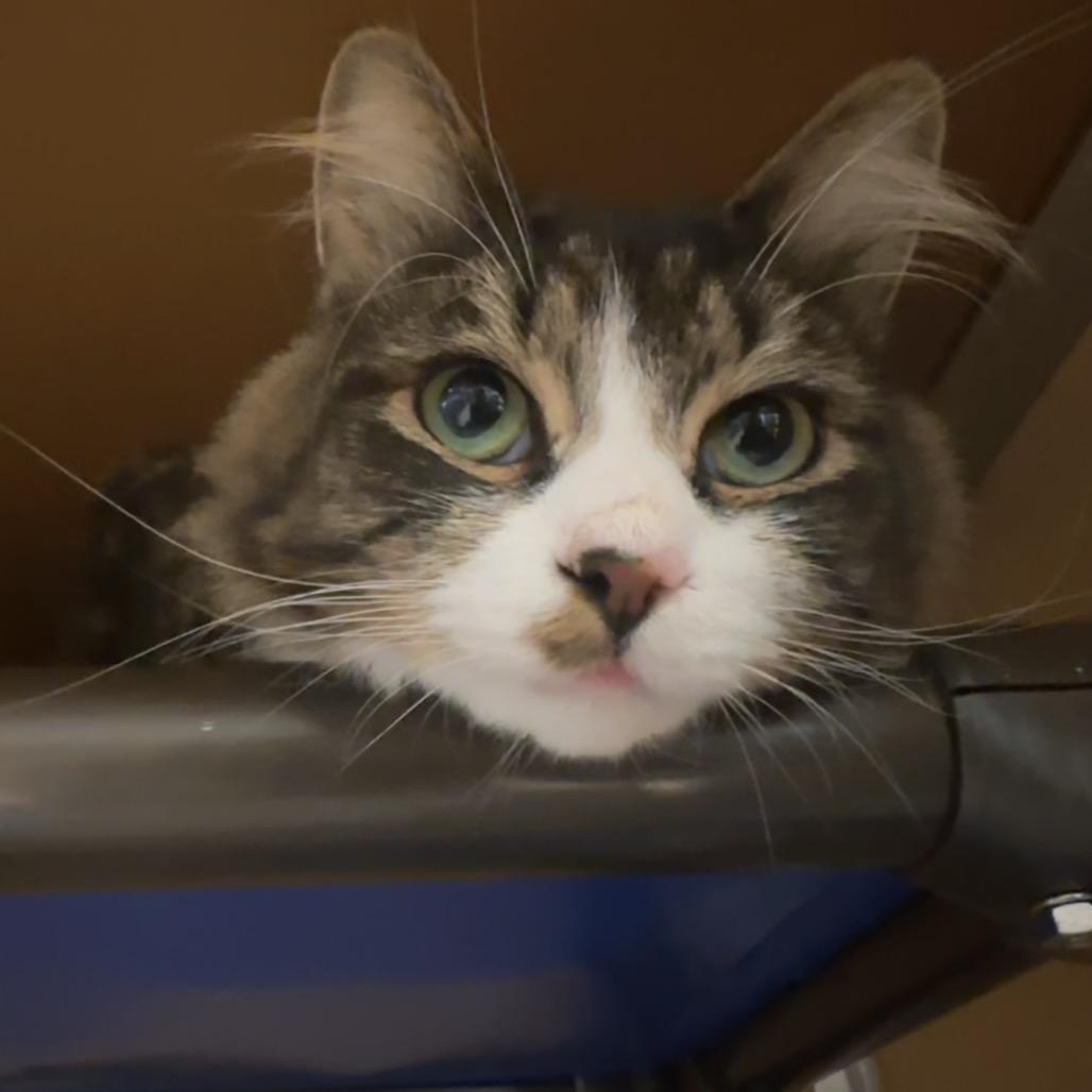 Enlarge Felix, a Adoptable Domestic Long Hair in Chesapeake, VA image 2/3