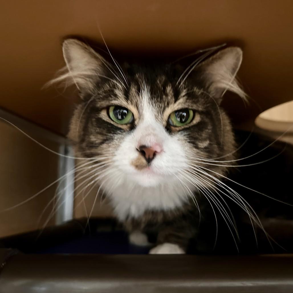 Enlarge Felix, a Adoptable Domestic Long Hair in Chesapeake, VA image 3/3