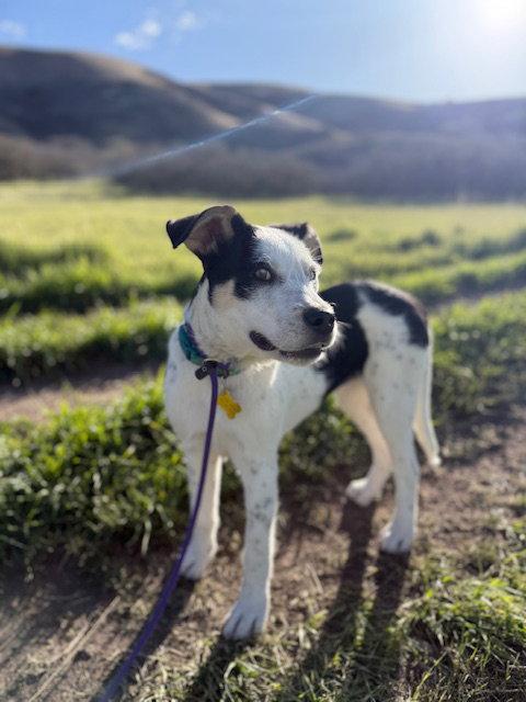 Gizmita, Adoptable, Young Female Australian Cattle Dog / Blue Heeler.