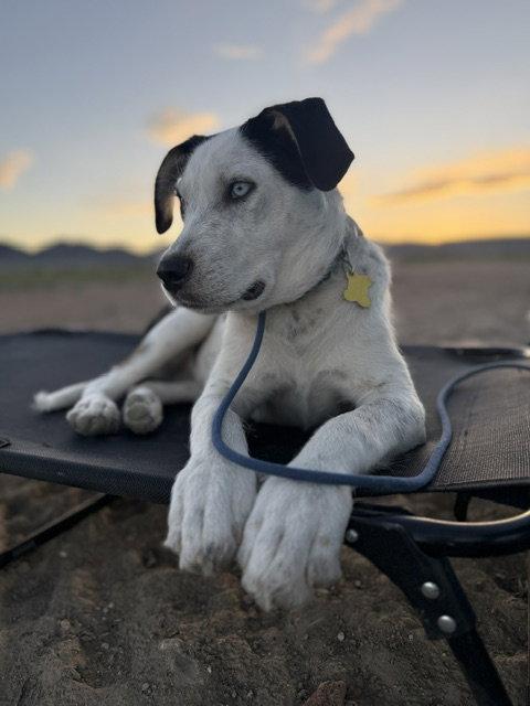 Gizmita, Adoptable, Young Female Australian Cattle Dog / Blue Heeler.