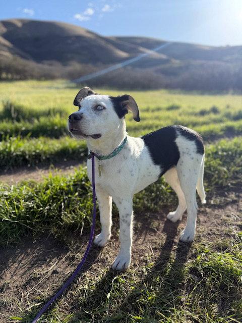 Gizmita, a Adoptable Australian Cattle Dog / Blue Heeler in Salt Lake City, UT image 2/3