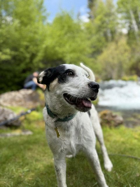 Gizmita, a Adoptable Australian Cattle Dog / Blue Heeler in Salt Lake City, UT image 2/3