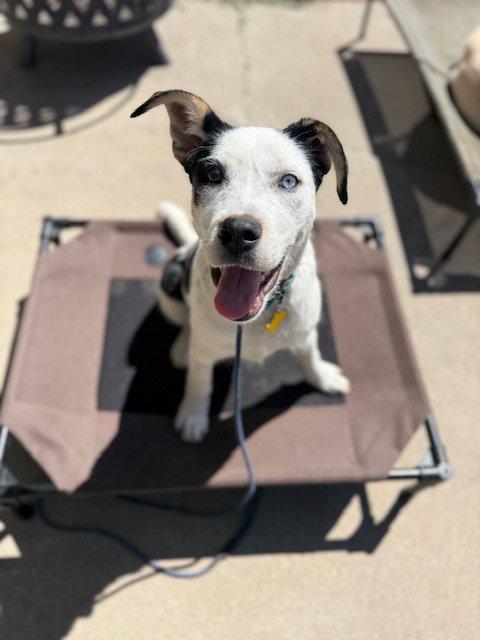Gizmita, a Adoptable Australian Cattle Dog / Blue Heeler in Salt Lake City, UT image 3/3