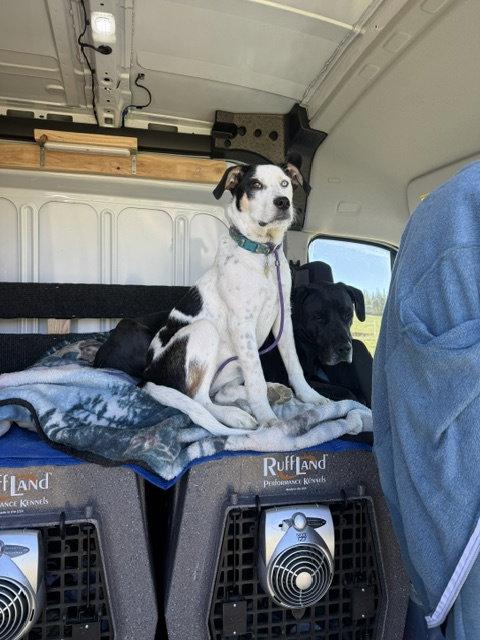 Gizmita, a Adoptable Australian Cattle Dog / Blue Heeler in Salt Lake City, UT image 3/3