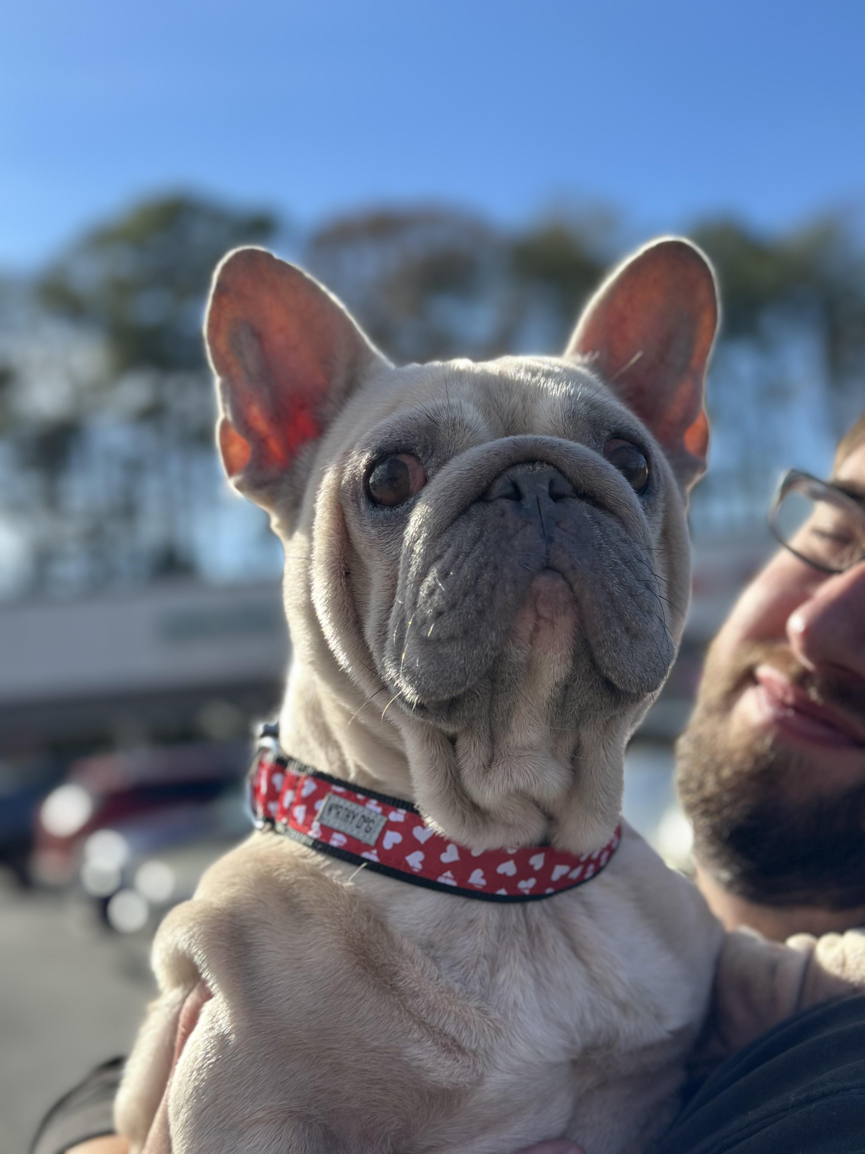 Matilda, a ADOPTABLE French Bulldog in Atlanta, GA image 3/5
