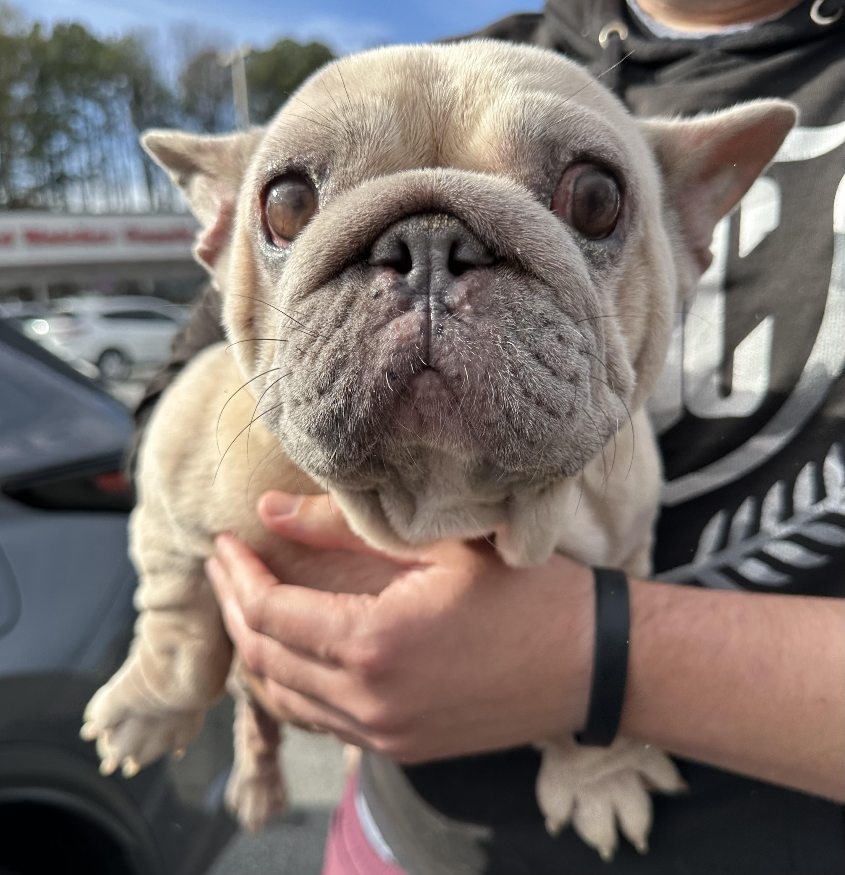 Matilda, a ADOPTABLE French Bulldog in Atlanta, GA image 2/5