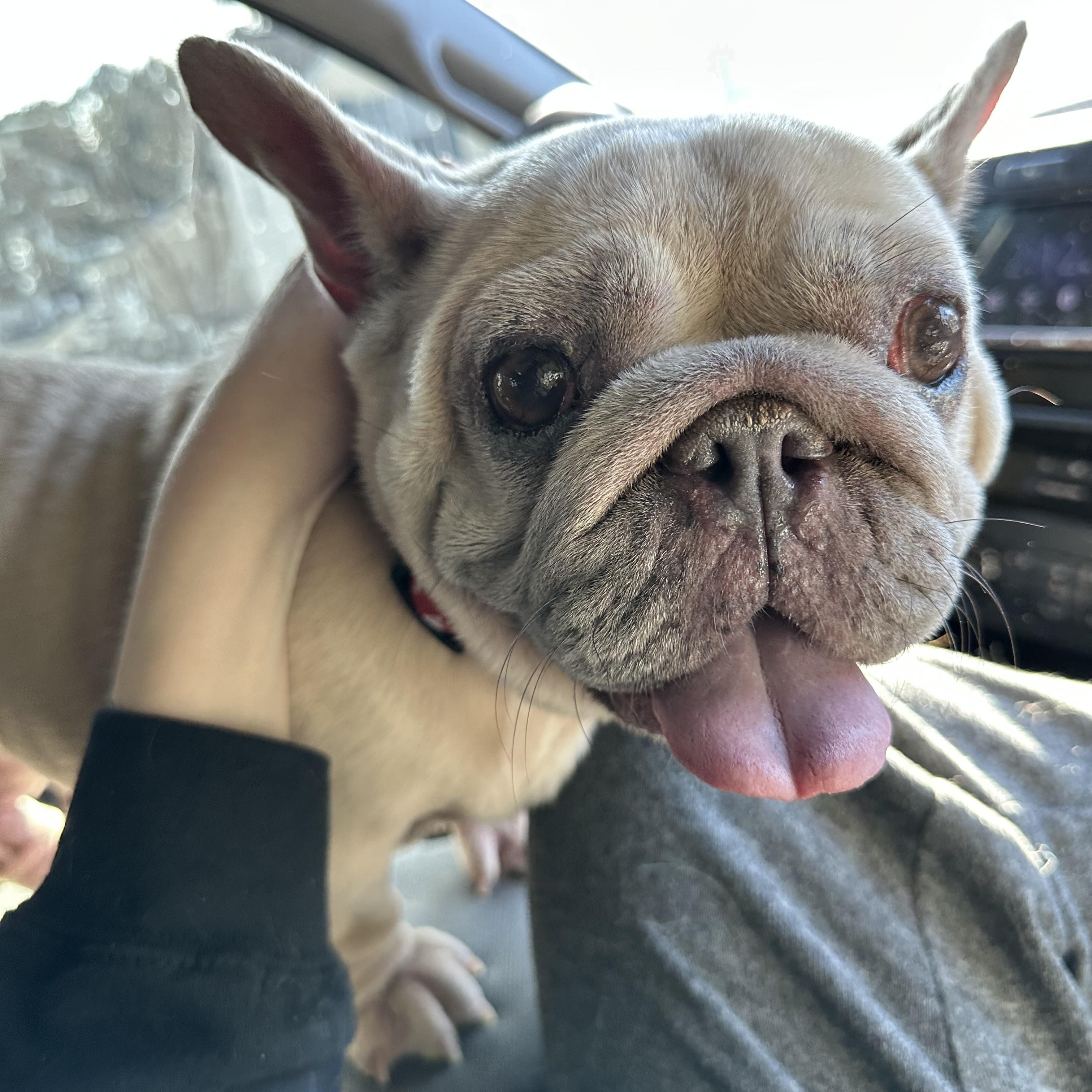 Matilda, a ADOPTABLE French Bulldog in Atlanta, GA image 5/5
