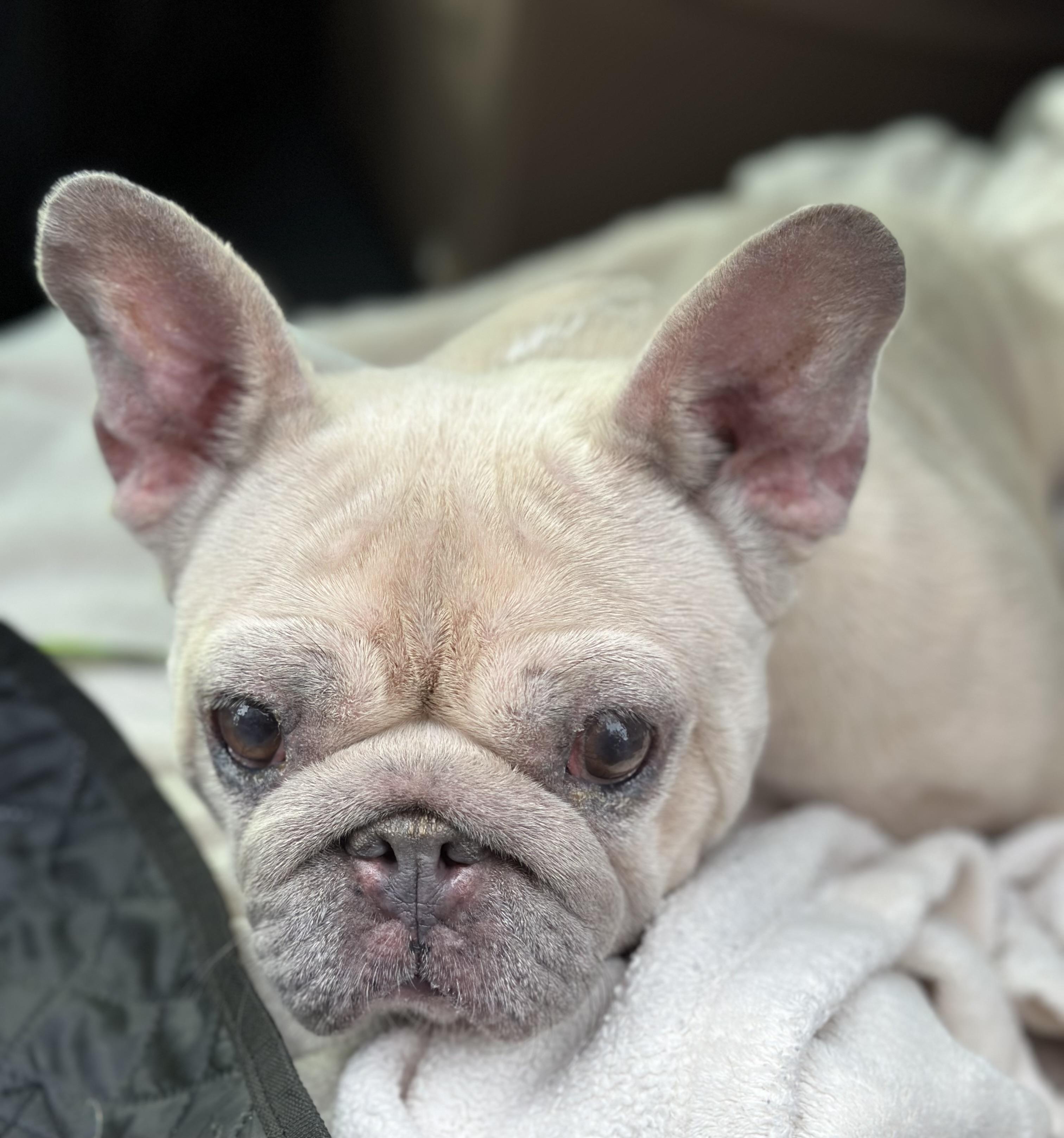 Matilda, a ADOPTABLE French Bulldog in Atlanta, GA image 4/5