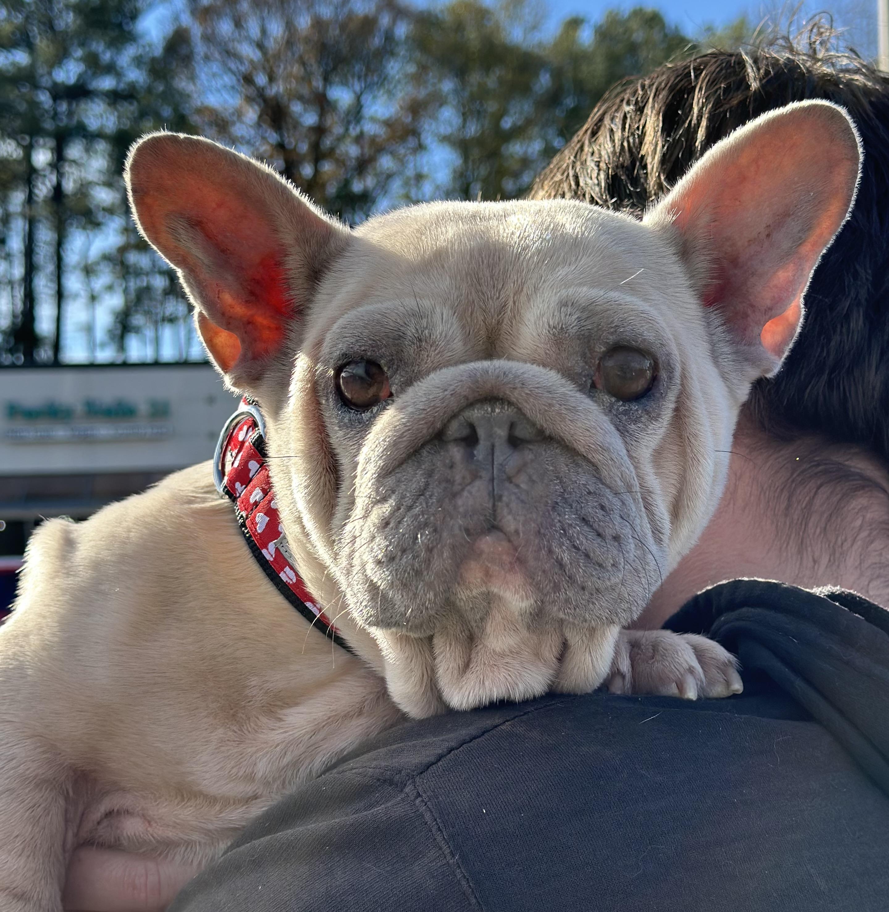 Matilda, a ADOPTABLE French Bulldog in Atlanta, GA image 1/5