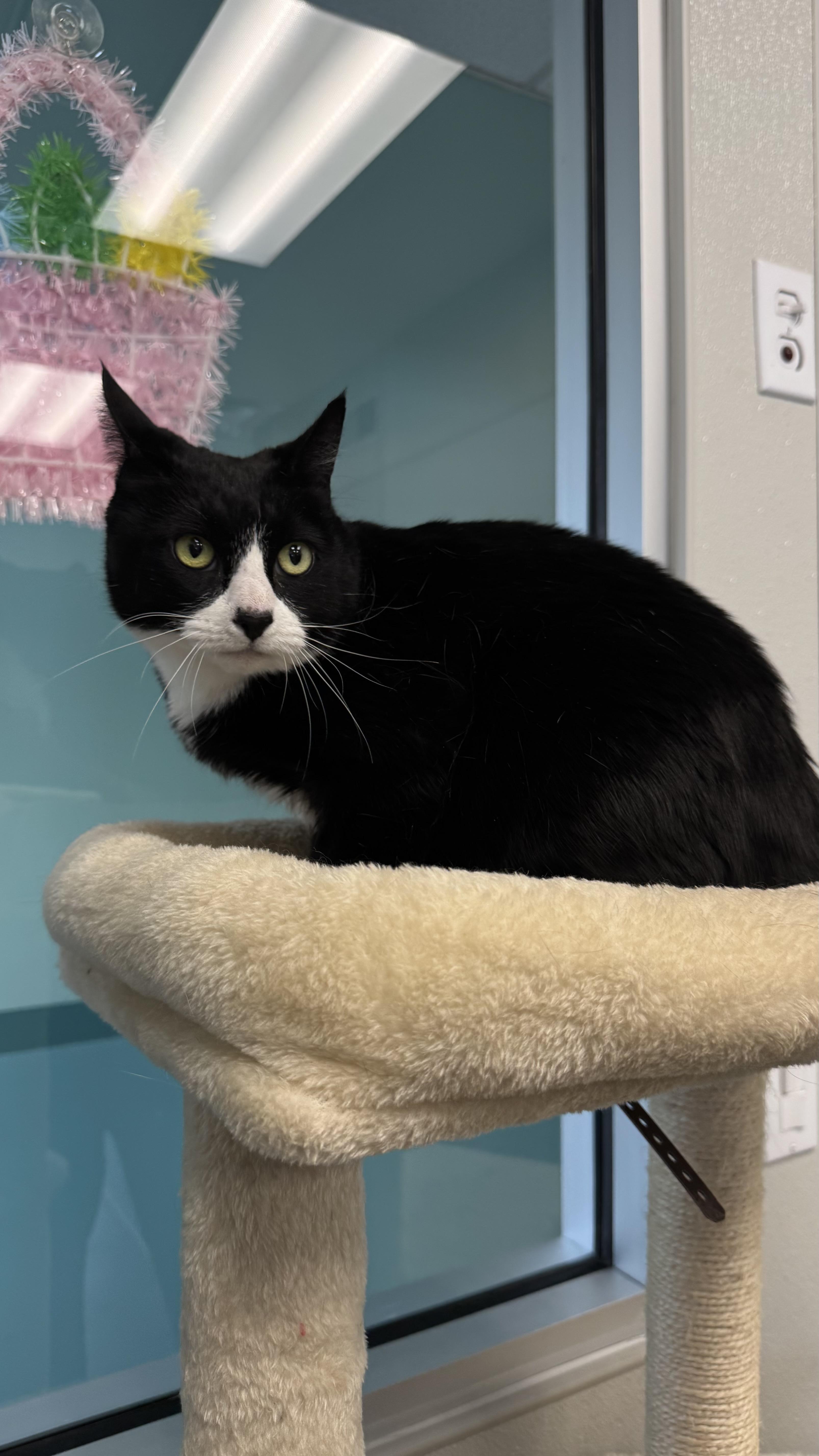 Enlarge Orzo, a ADOPTABLE Domestic Short Hair in Fall River, MA image 3/5