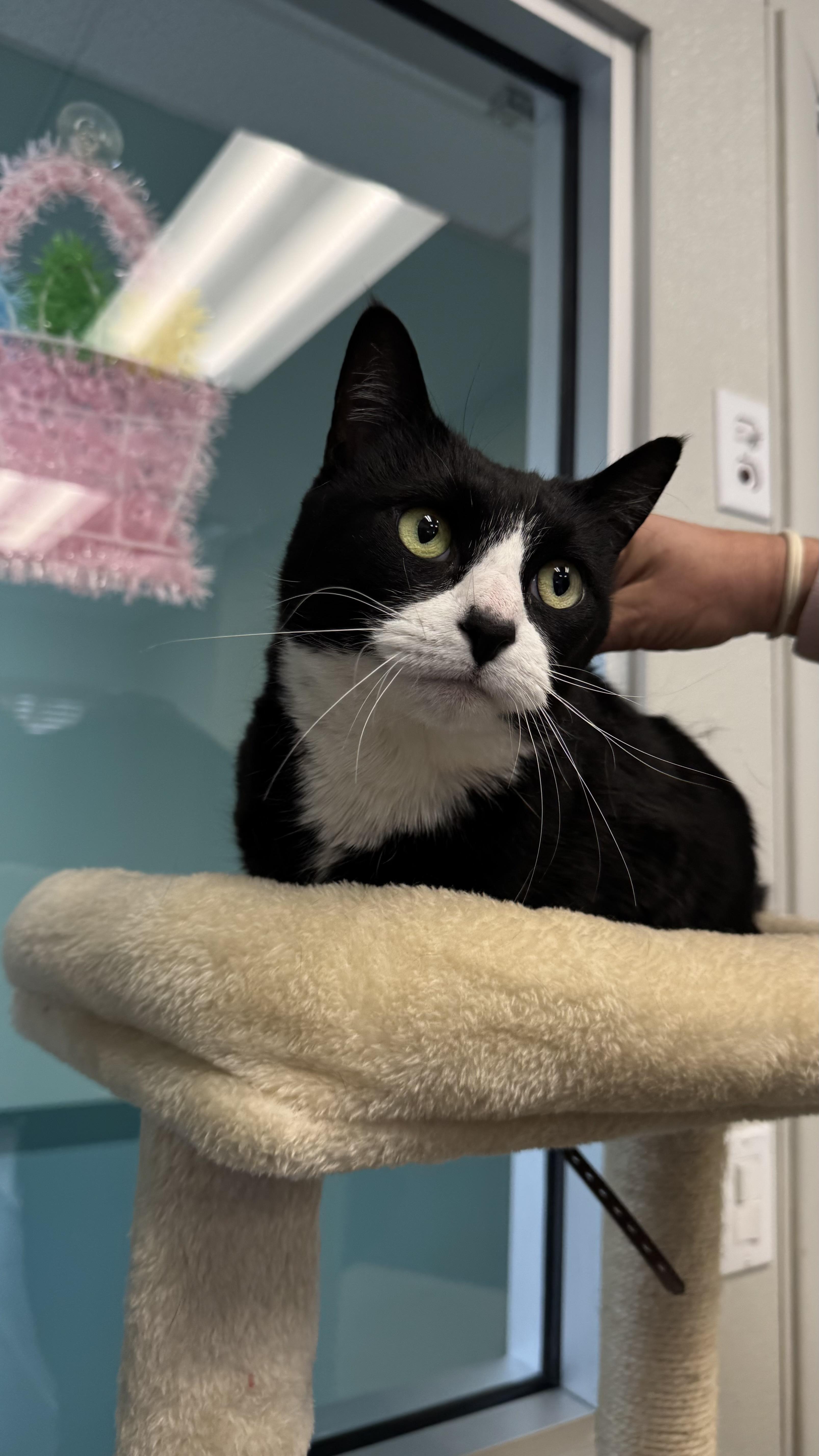 Enlarge Orzo, a ADOPTABLE Domestic Short Hair in Fall River, MA image 2/5