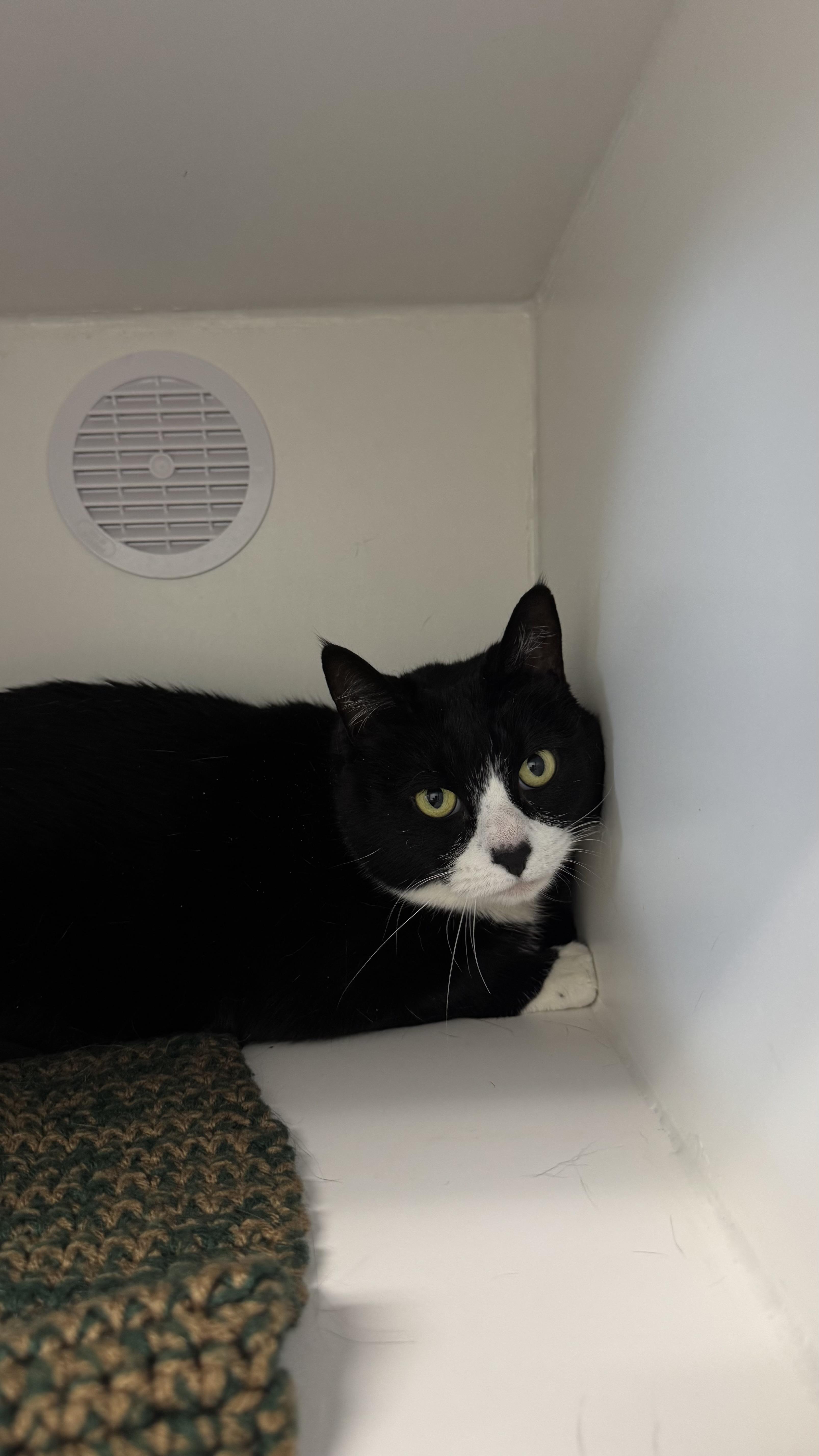 Enlarge Orzo, a ADOPTABLE Domestic Short Hair in Fall River, MA image 4/5