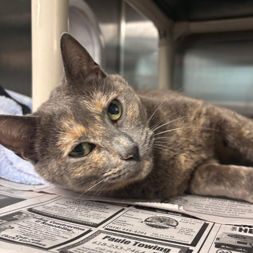 Ina Garten, a Adoptable Domestic Short Hair in Belleville, IL image 1/4