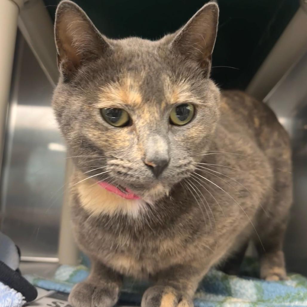 Ina Garten, a Adoptable Domestic Short Hair in Belleville, IL image 2/4