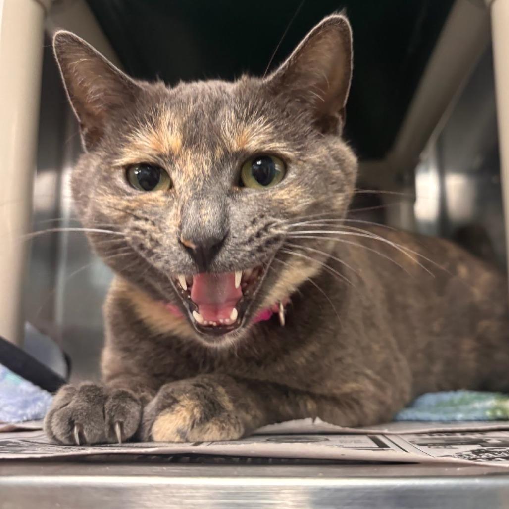 Ina Garten, a Adoptable Domestic Short Hair in Belleville, IL image 3/4