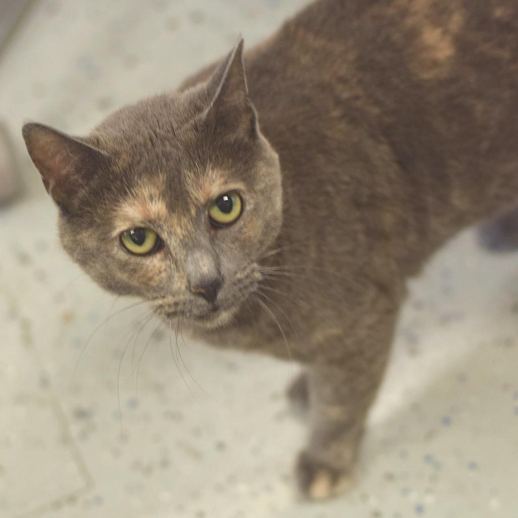 Ina Garten, a Adoptable Domestic Short Hair in Belleville, IL image 4/4