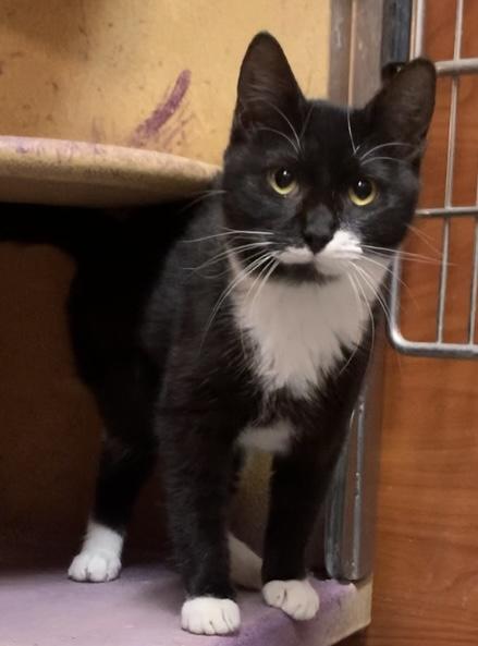 Precious & Grace, a Adoptable mixed breed in Morganton, NC image 1/5