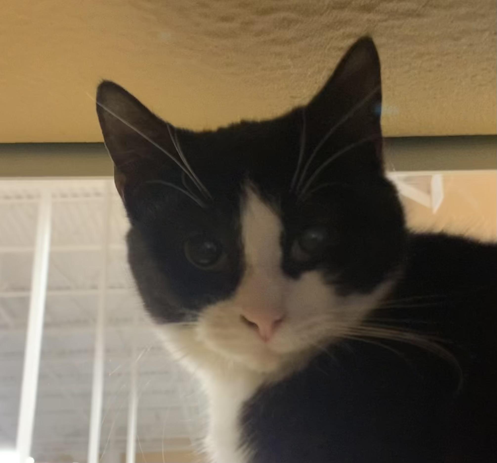 Precious & Grace, Adoptable, Kitten Female Domestic Short Hair.