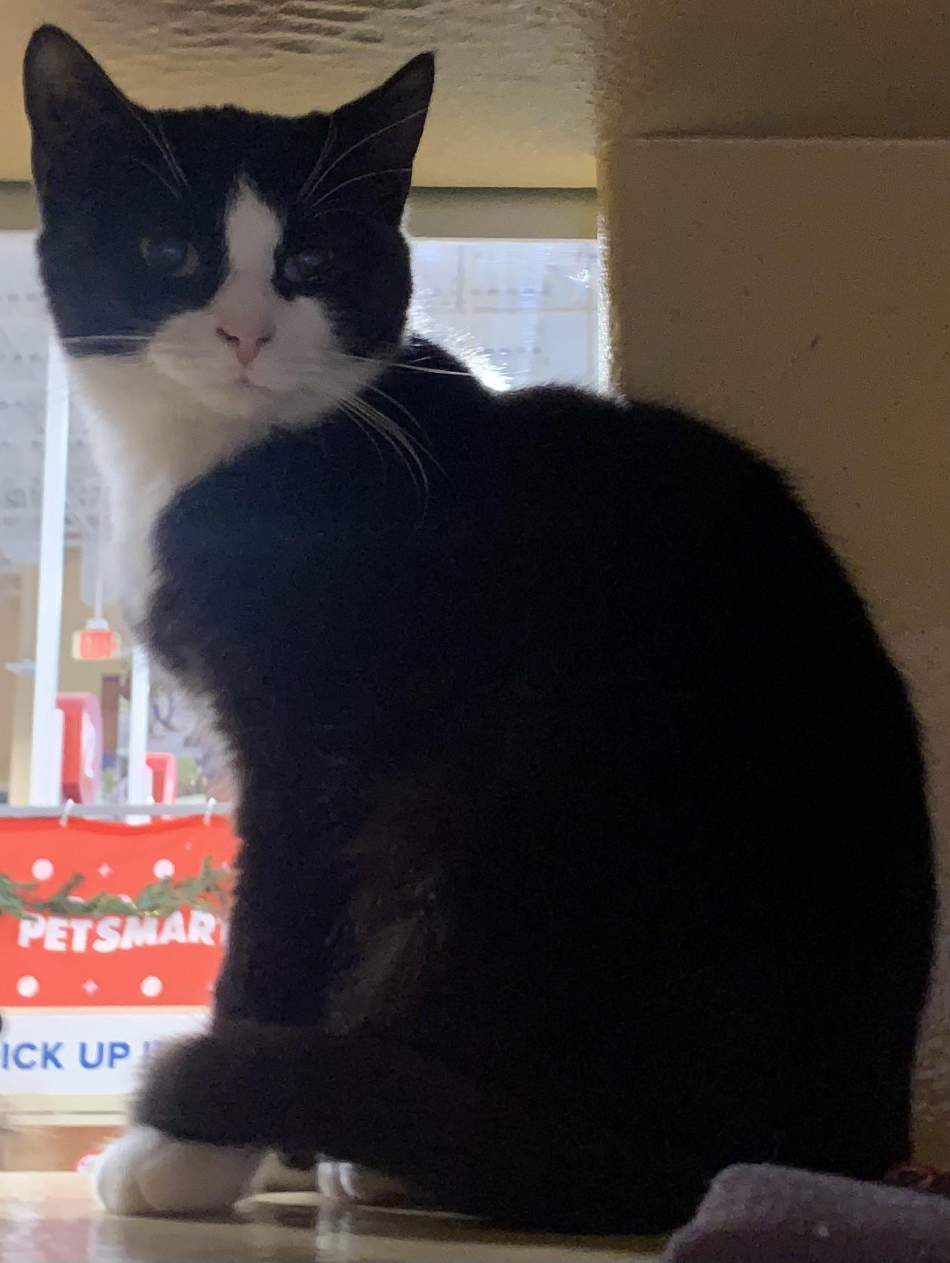 Precious & Grace, a Adoptable mixed breed in Morganton, NC image 3/5