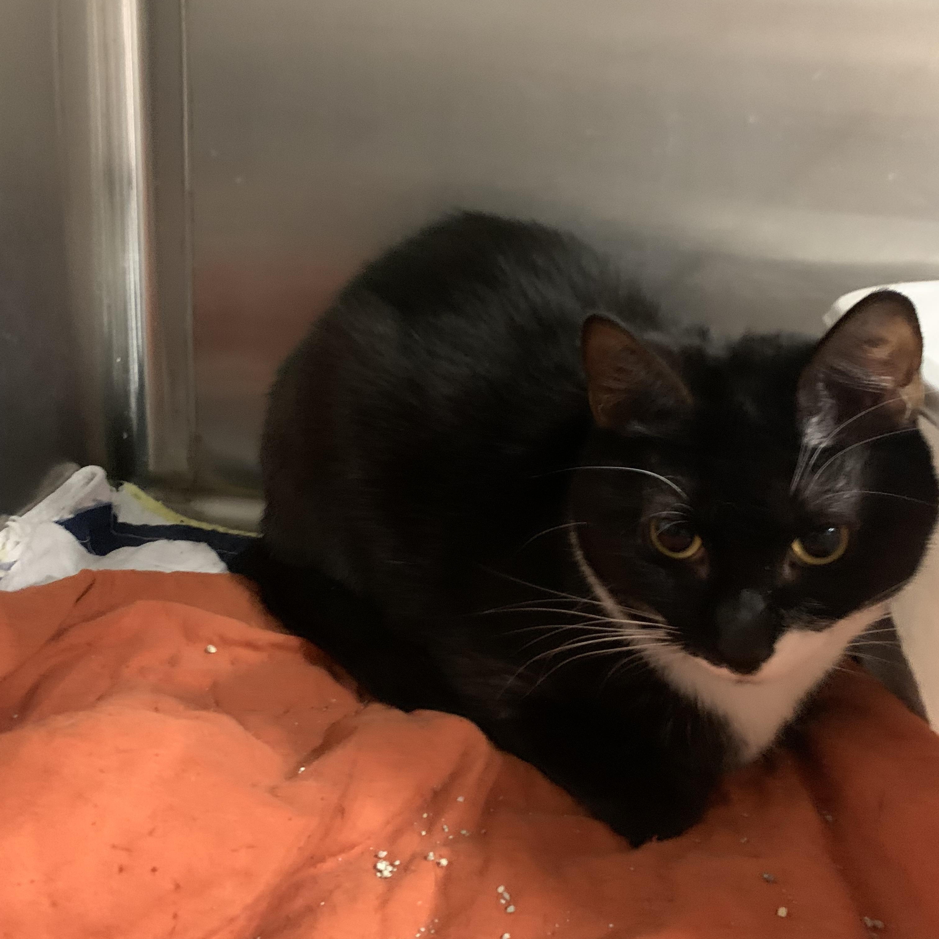 Precious & Grace, a Adoptable mixed breed in Morganton, NC image 4/5