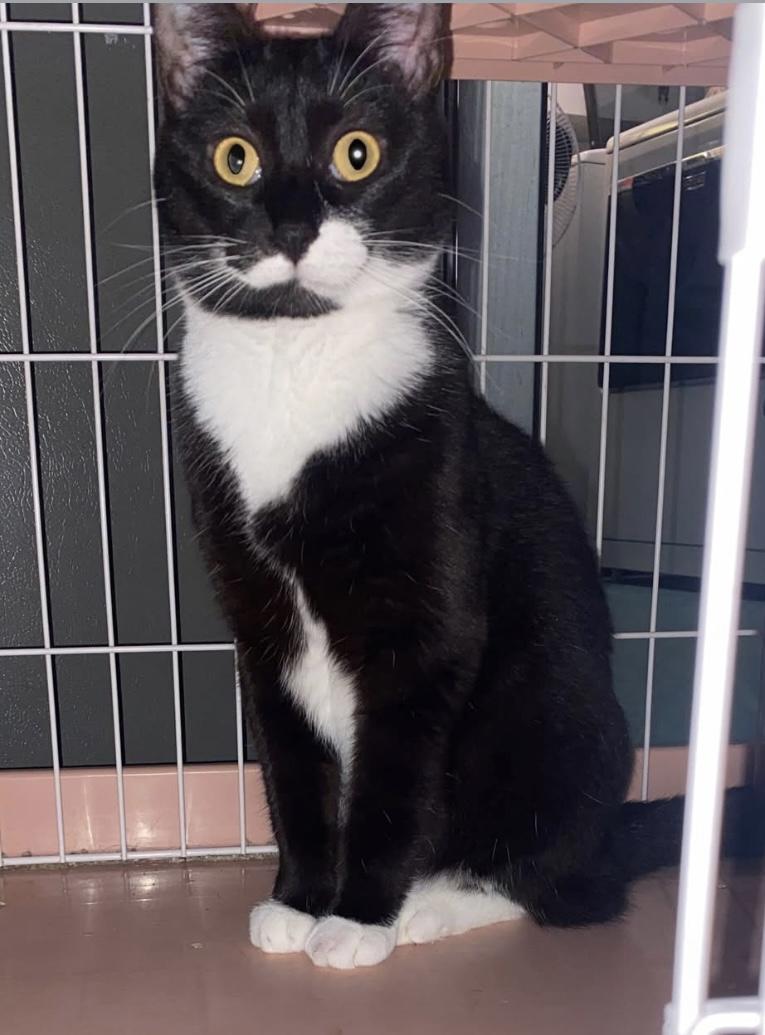 Enlarge Precious &  Grace, a Adoptable mixed breed in Morganton, NC image 6/6