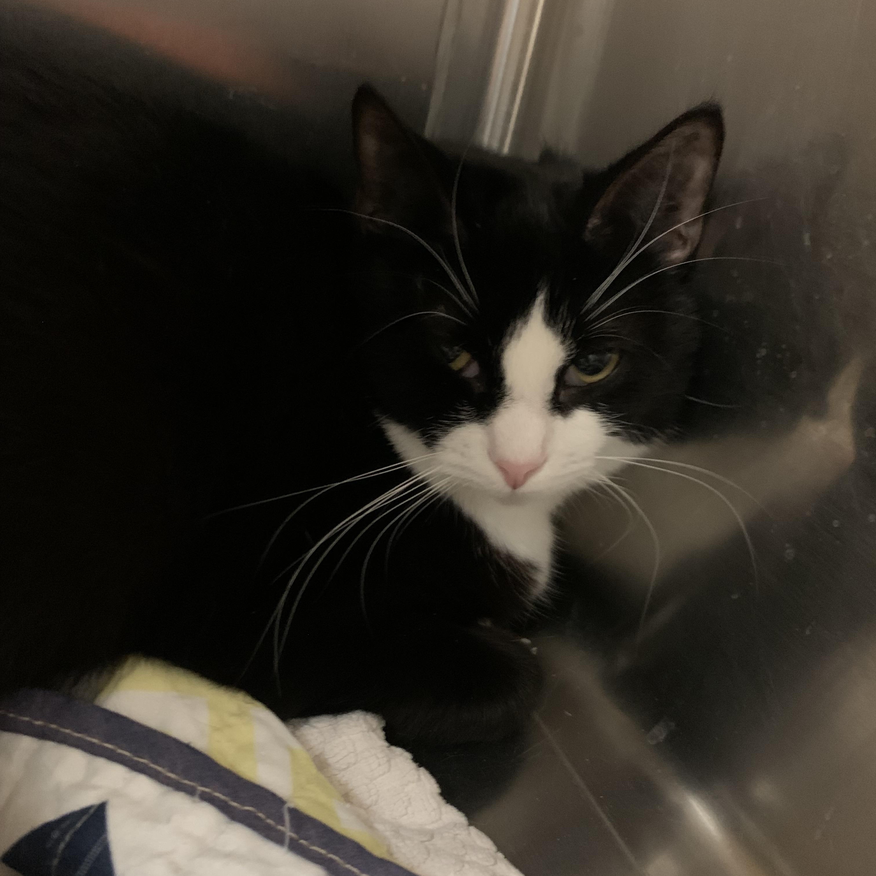 Precious & Grace, a Adoptable mixed breed in Morganton, NC image 5/5