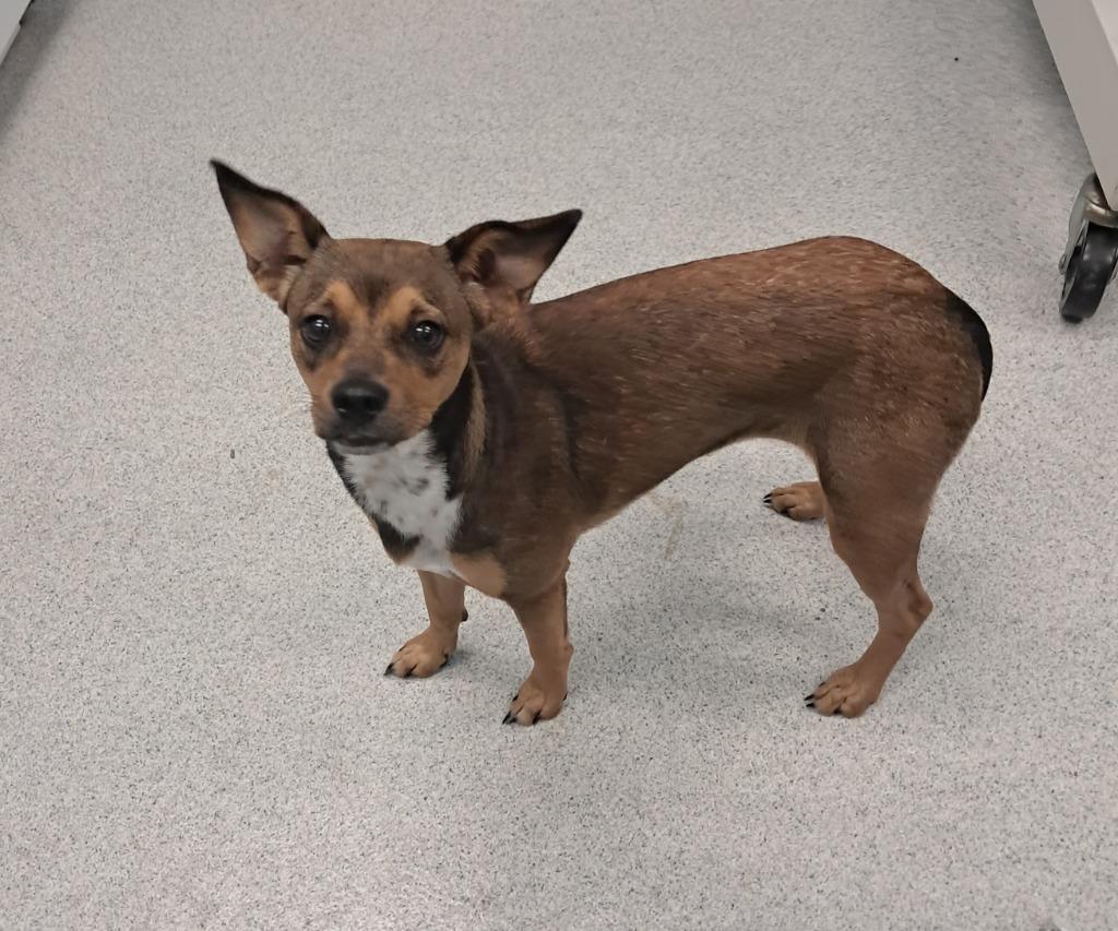 Bon Bon, adopted, Young Female Chihuahua & Mixed Breed.