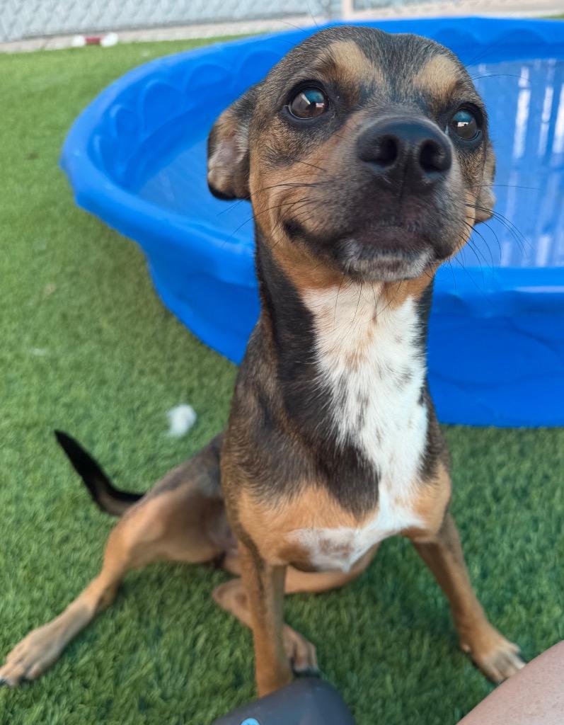 Bon Bon, an adopted mixed breed in Frankfort, KY image 2/2