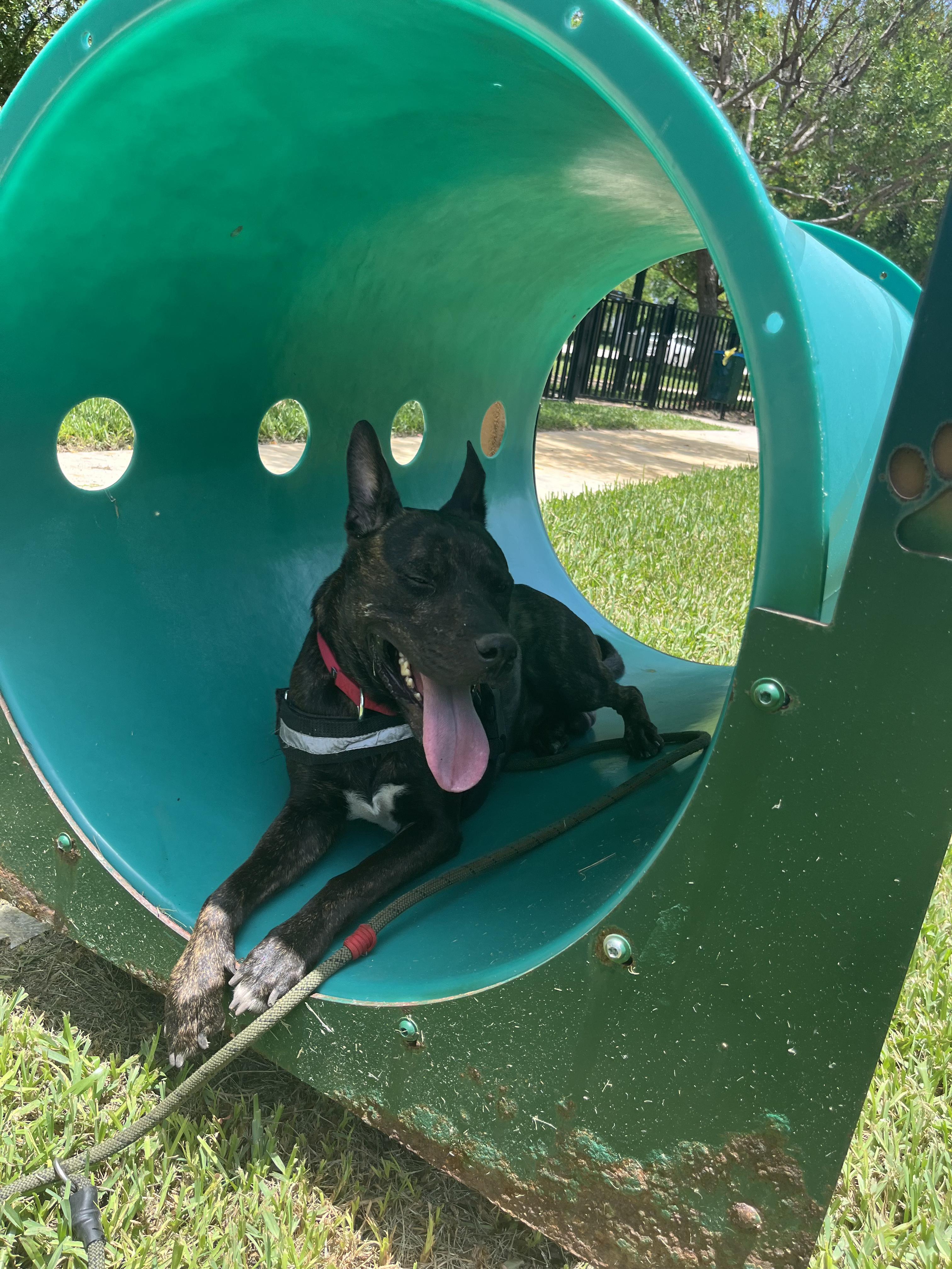 Enlarge Milo, a Adoptable mixed breed in cape coral, FL image 2/5