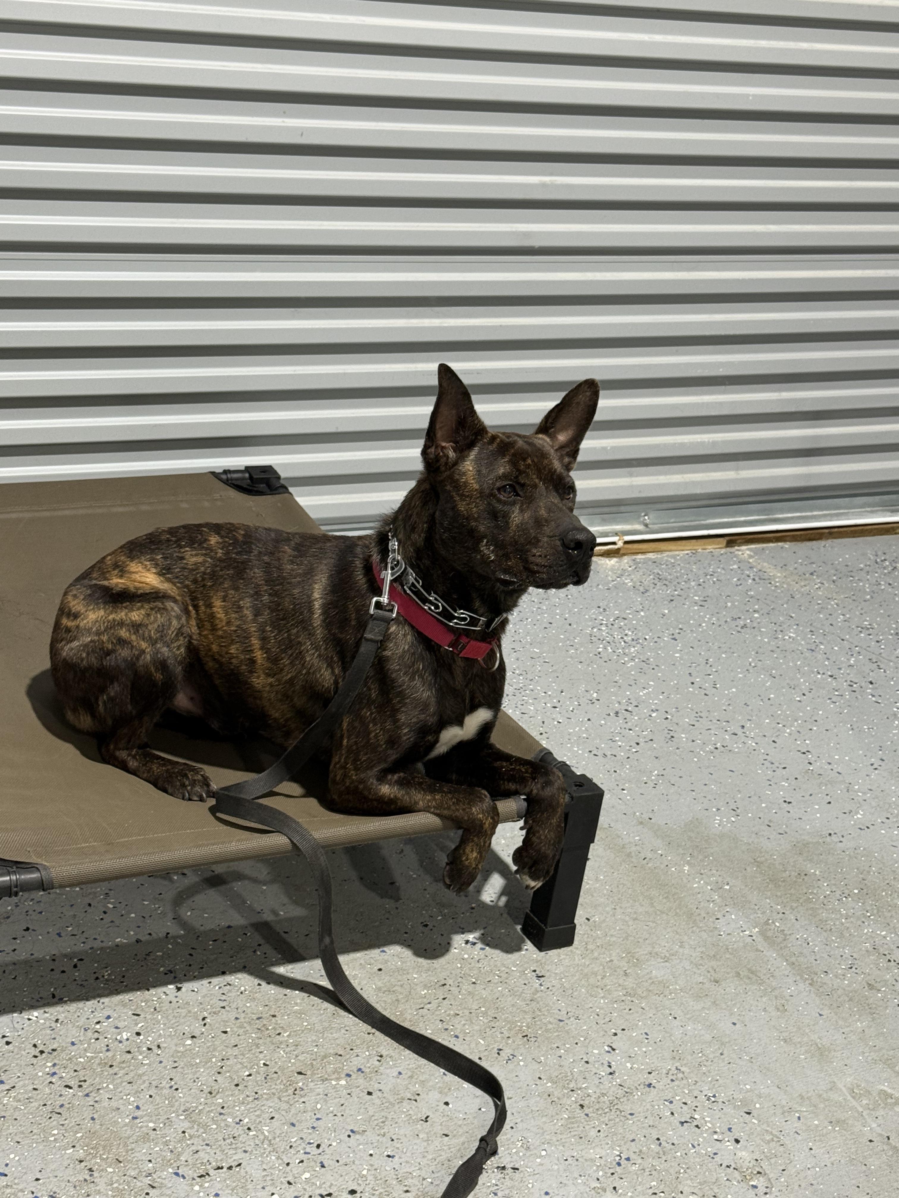 Enlarge Milo, a Adoptable mixed breed in cape coral, FL image 1/5