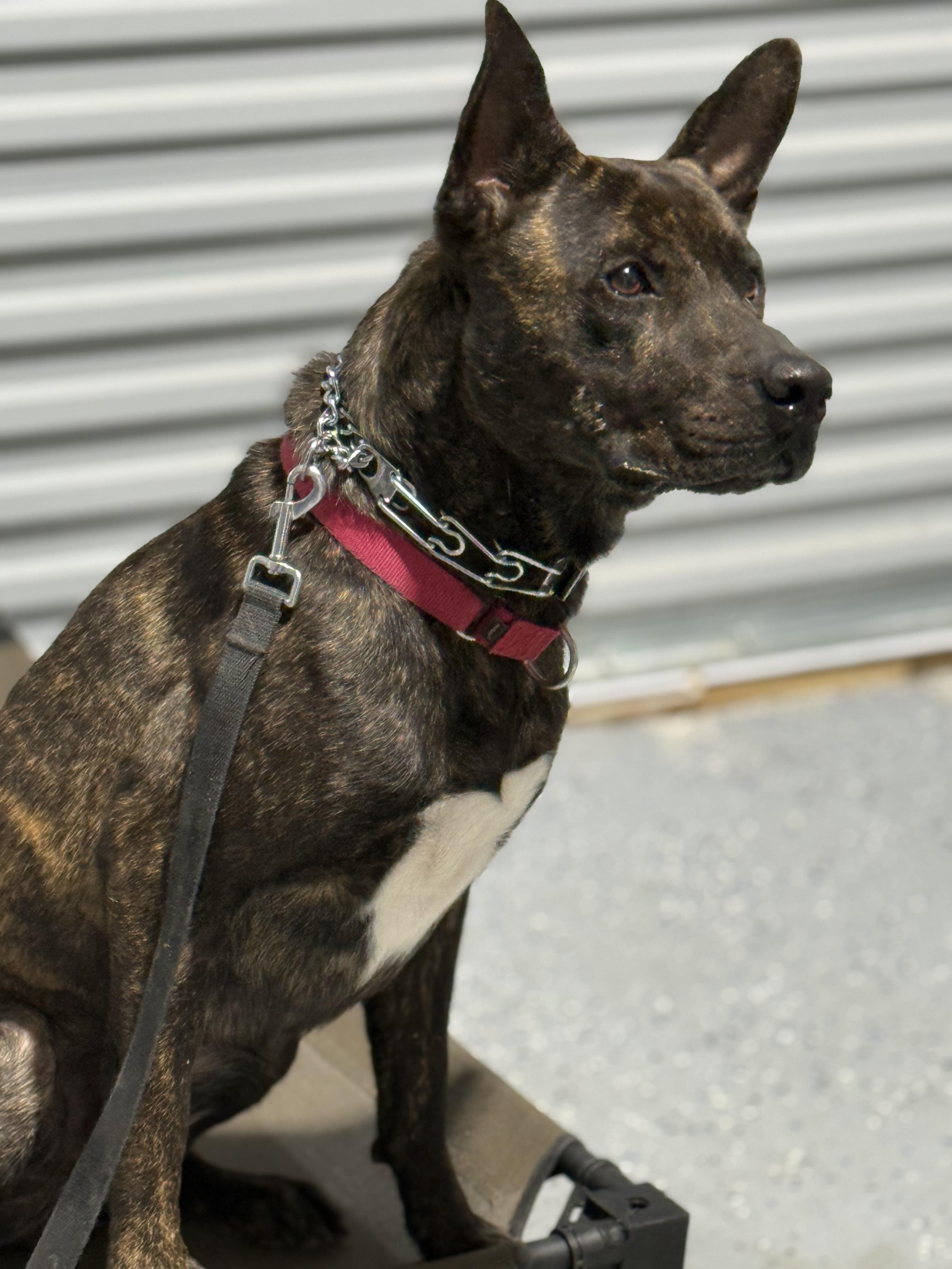 Enlarge Milo, a Adoptable mixed breed in cape coral, FL image 4/5