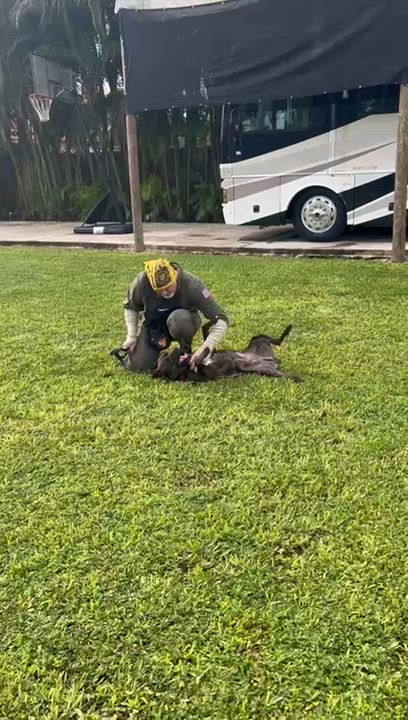 Enlarge Milo, a Adoptable mixed breed in cape coral, FL video 3/5