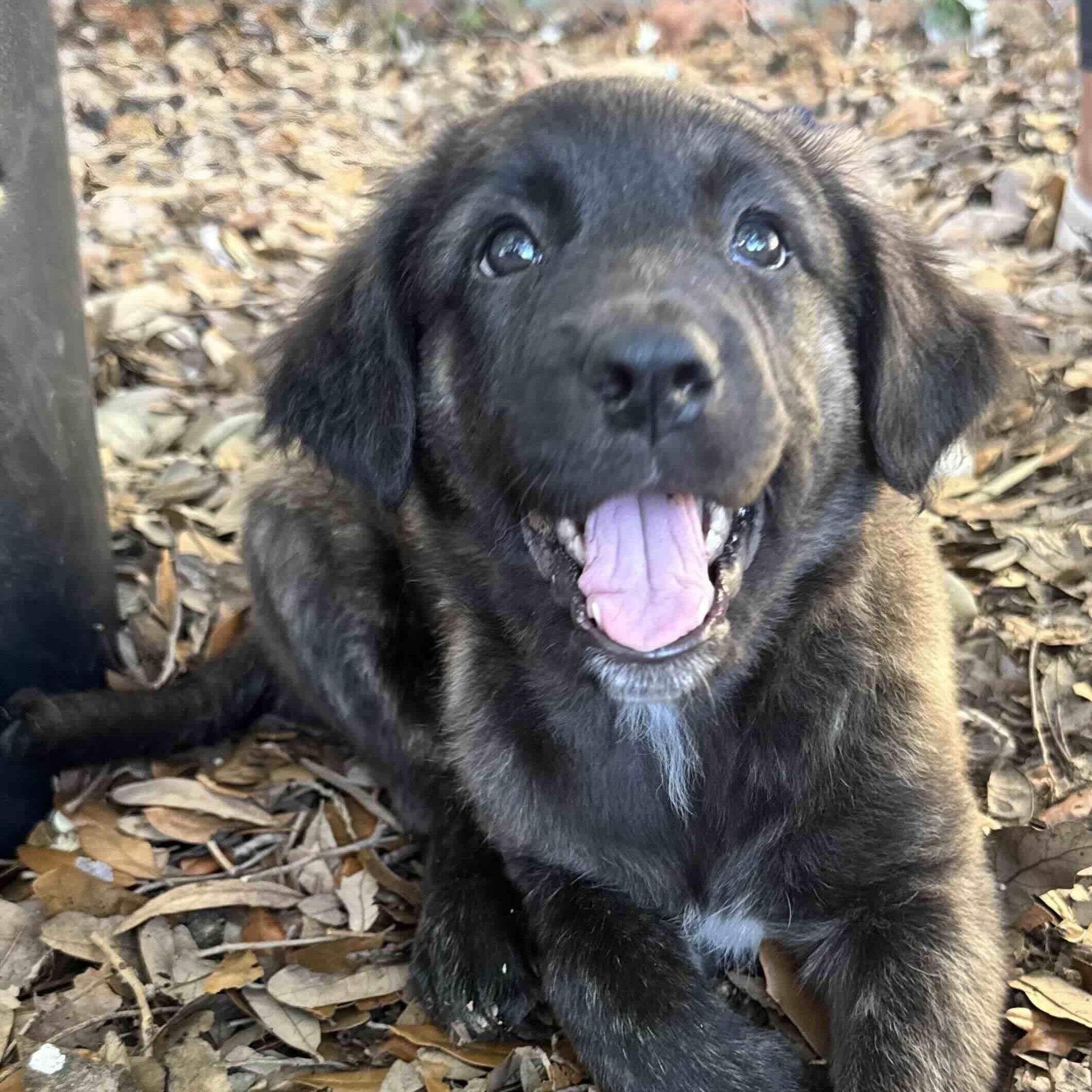 Enlarge Bear, a Adoptable mixed breed in New Port Richey, FL image 1/6
