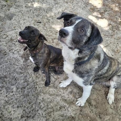 Enlarge Bear, a Adoptable mixed breed in New Port Richey, FL image 6/6