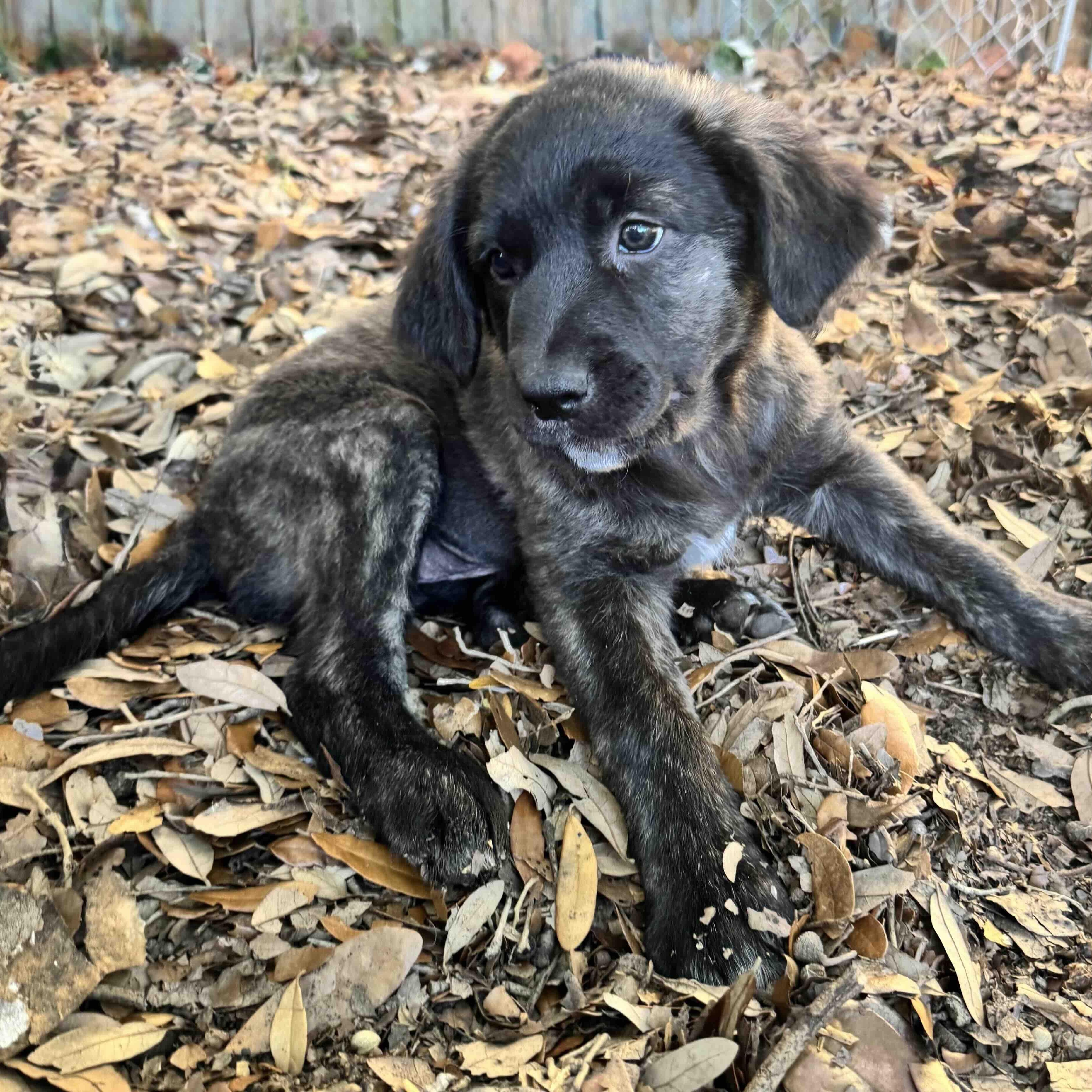 Enlarge Bear, a Adoptable mixed breed in New Port Richey, FL image 2/6
