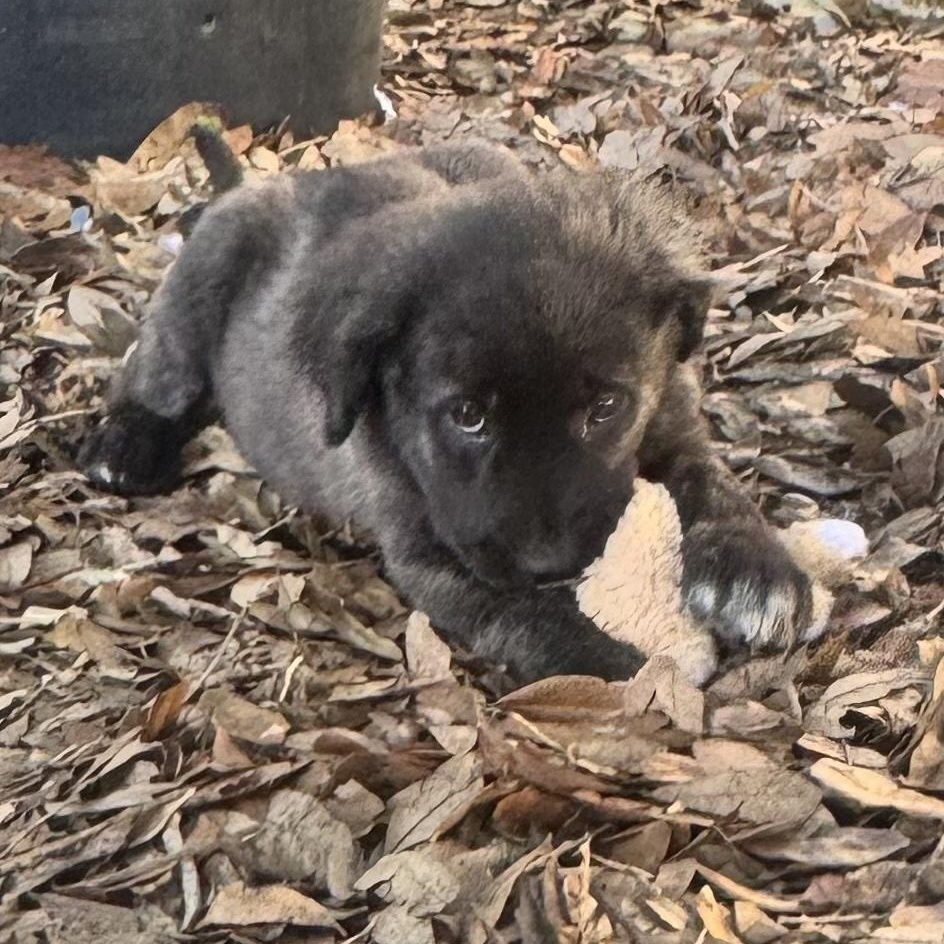 Enlarge Bear, a Adoptable mixed breed in New Port Richey, FL image 5/6