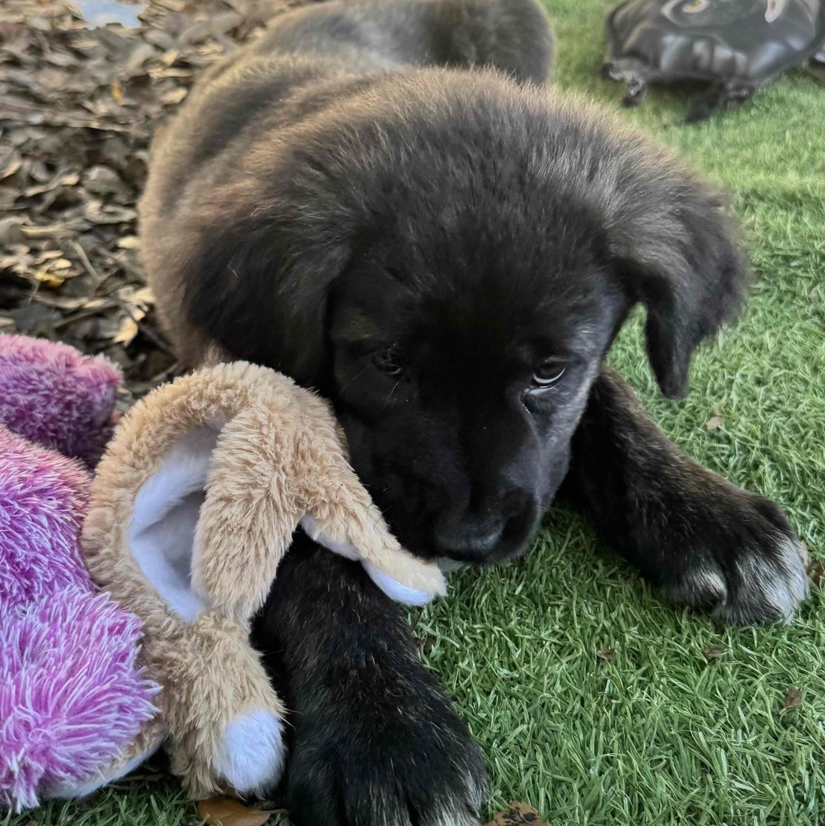 Enlarge Bear, a Adoptable mixed breed in New Port Richey, FL image 4/6